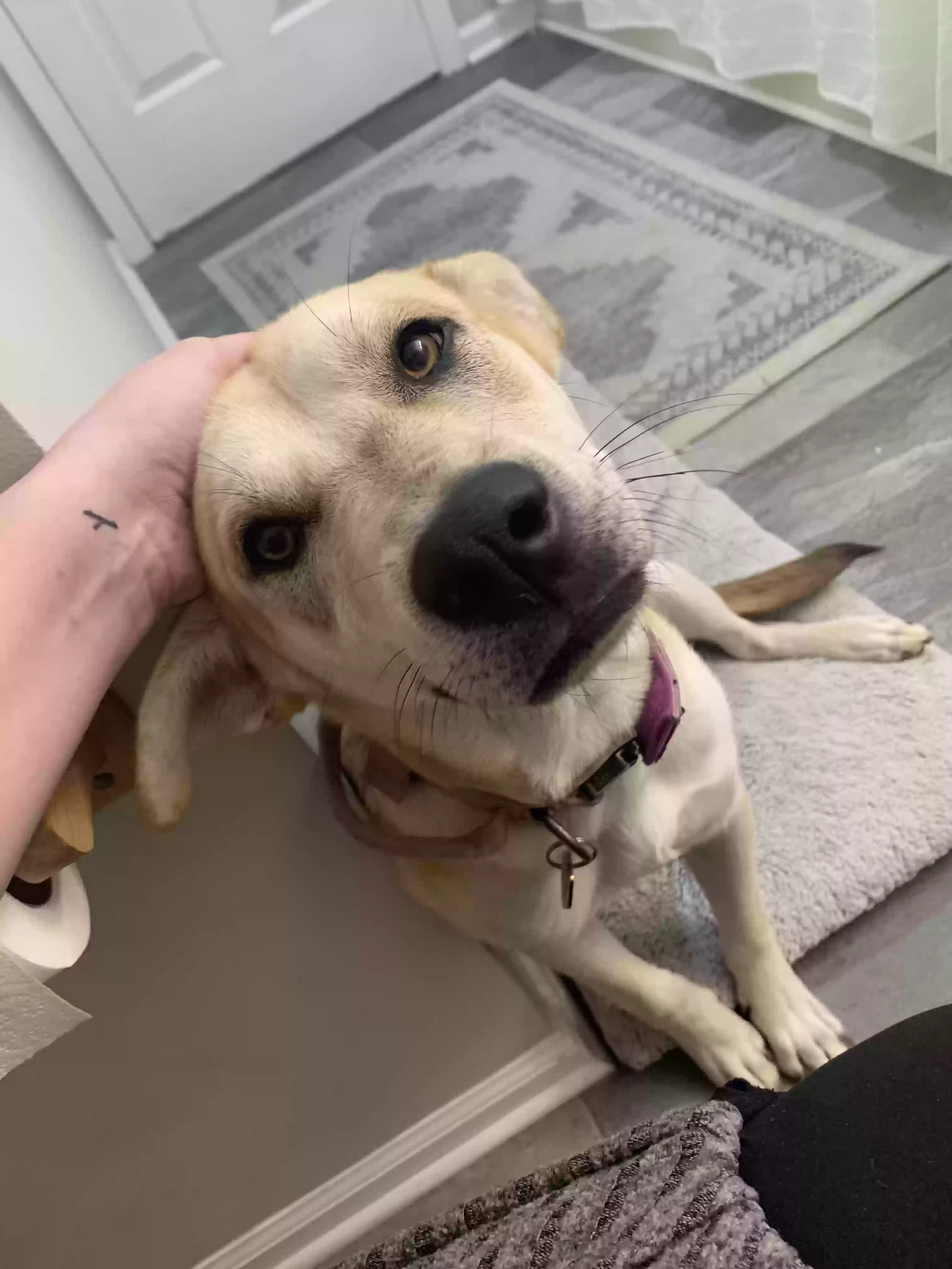 adoptable Dog in Bethlehem,GA named Nala