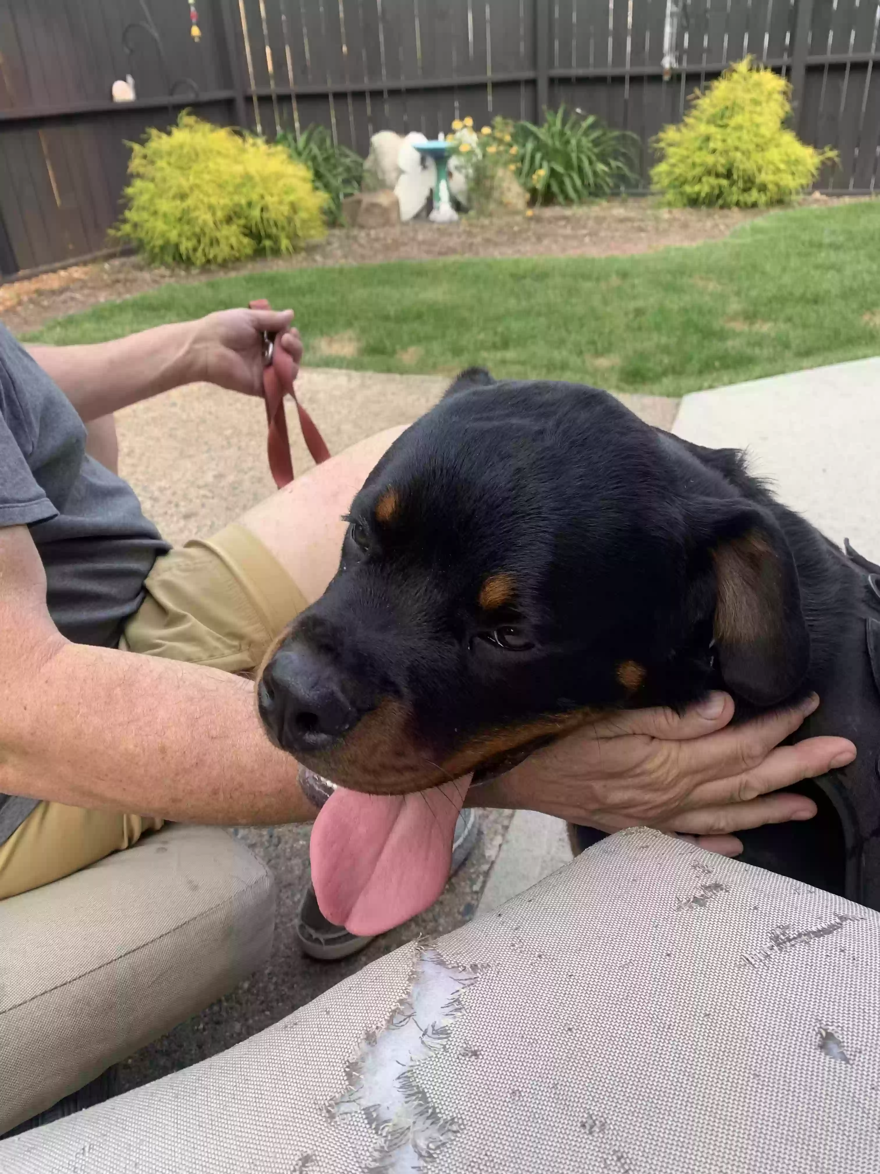 adoptable Dog in Plainfield,NJ named Logan
