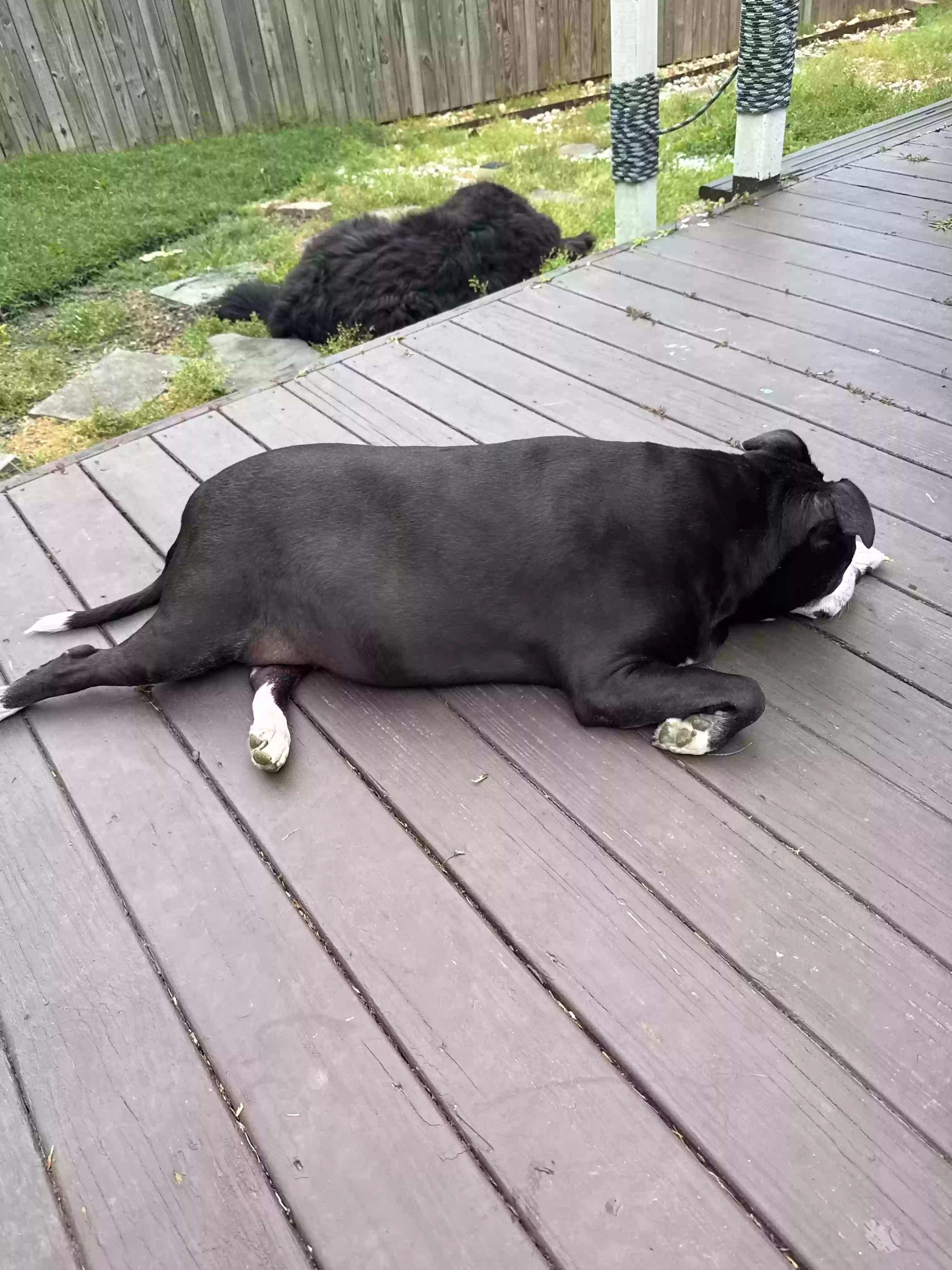 adoptable Dog in Arnold,MD named Miracle