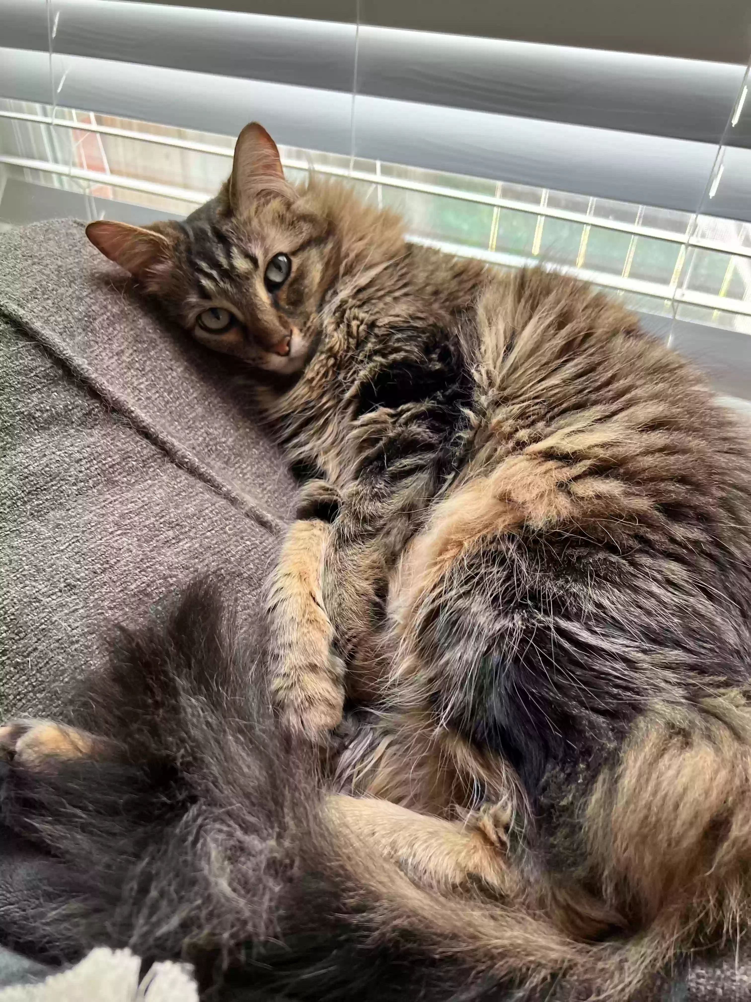 adoptable Cat in Crosby,TX named lucca
