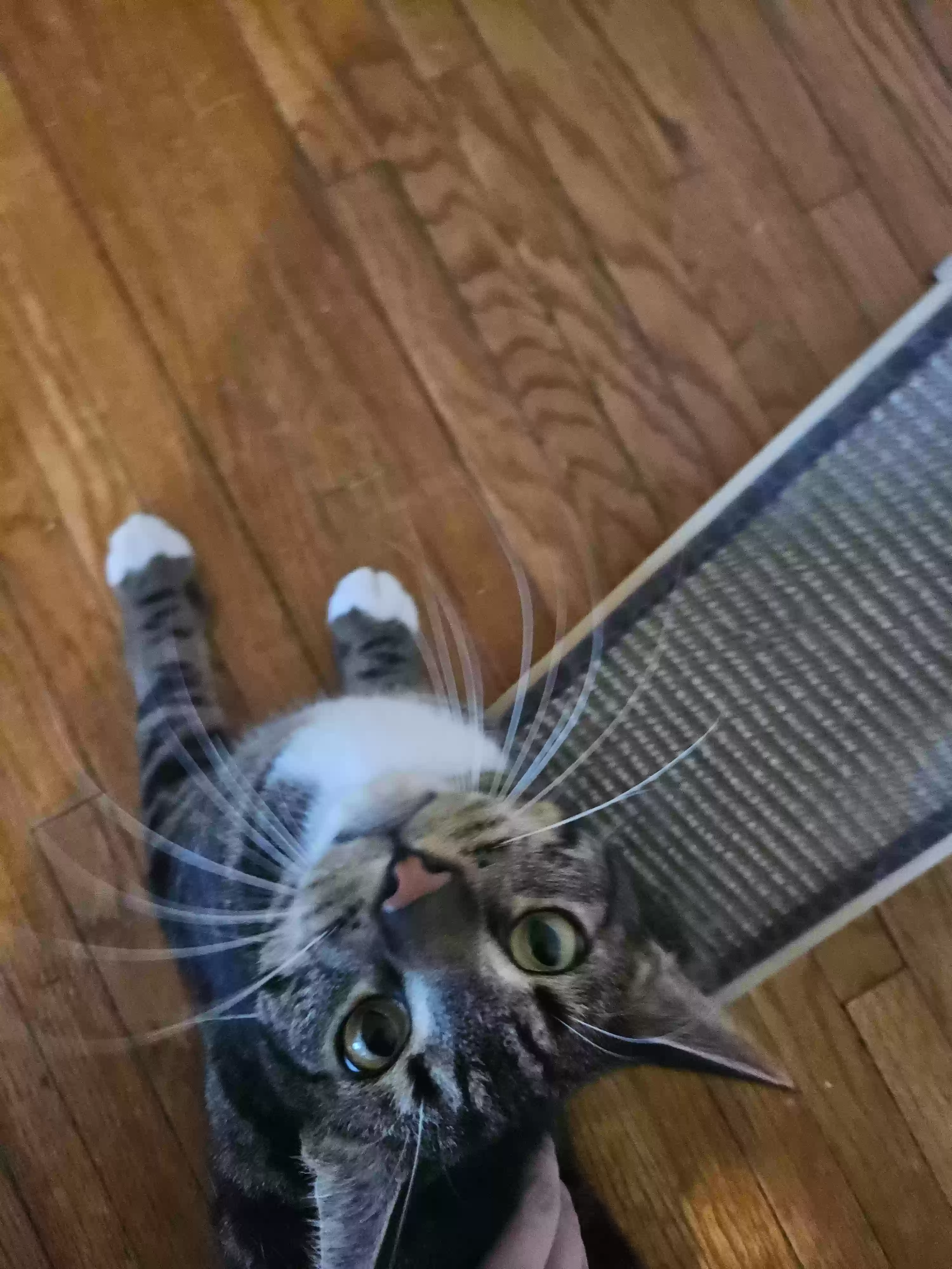 adoptable Cat in Cincinnati,OH named Milo
