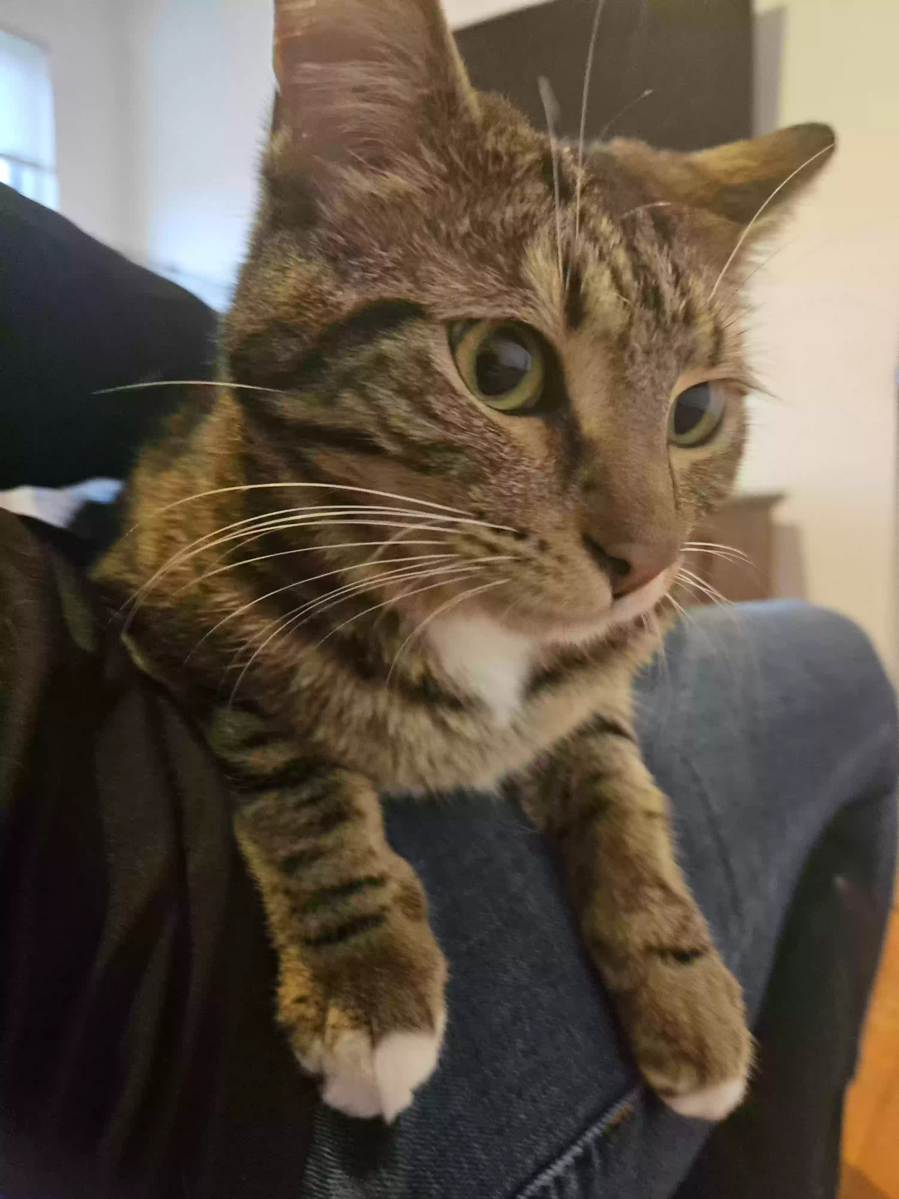 adoptable Cat in Cincinnati,OH named Lucy