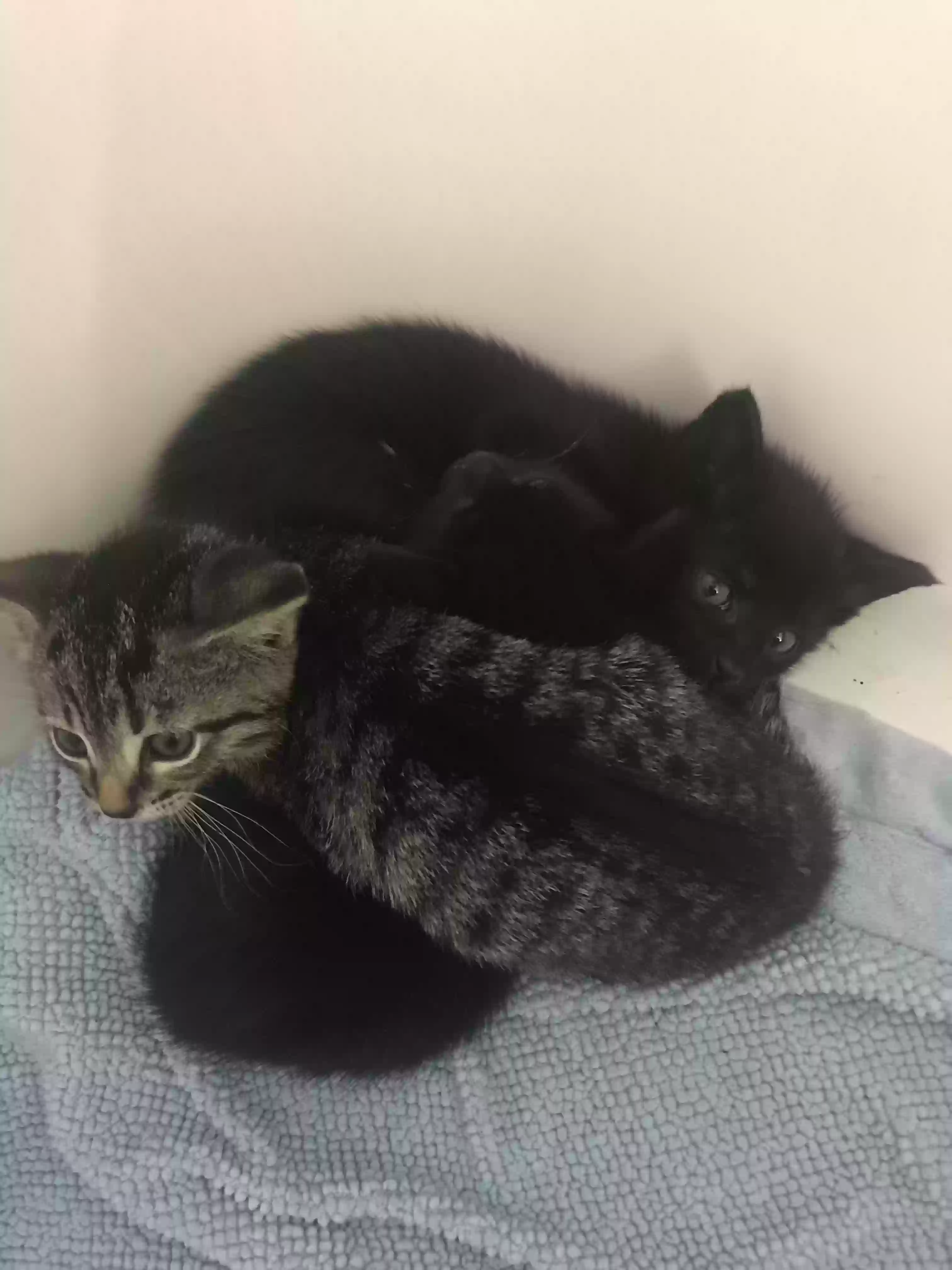 adoptable Cat in West Frankfort,IL named