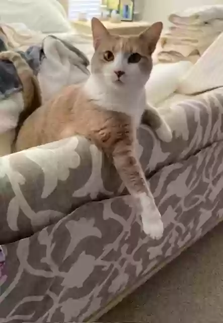 adoptable Cat in Advance,NC named Hazel