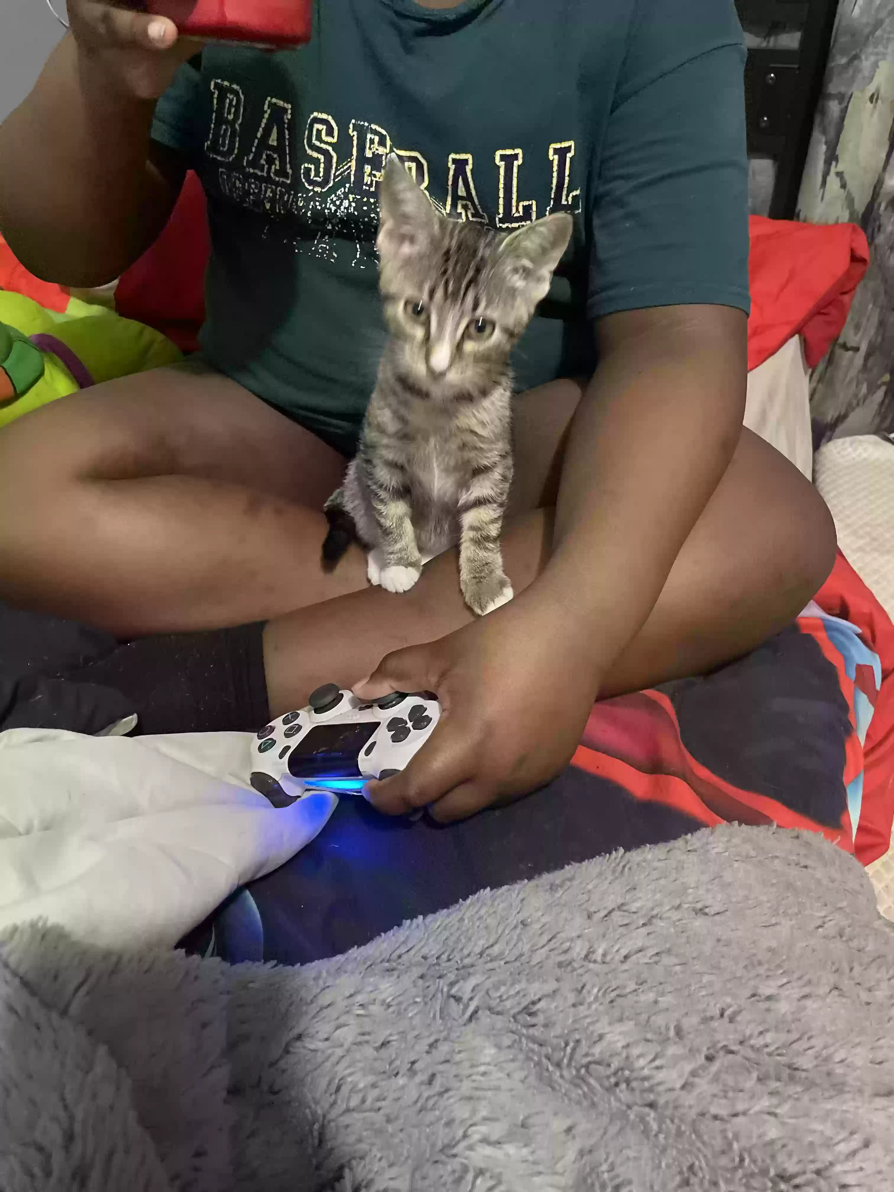adoptable Cat in Arverne,NY named Thunder