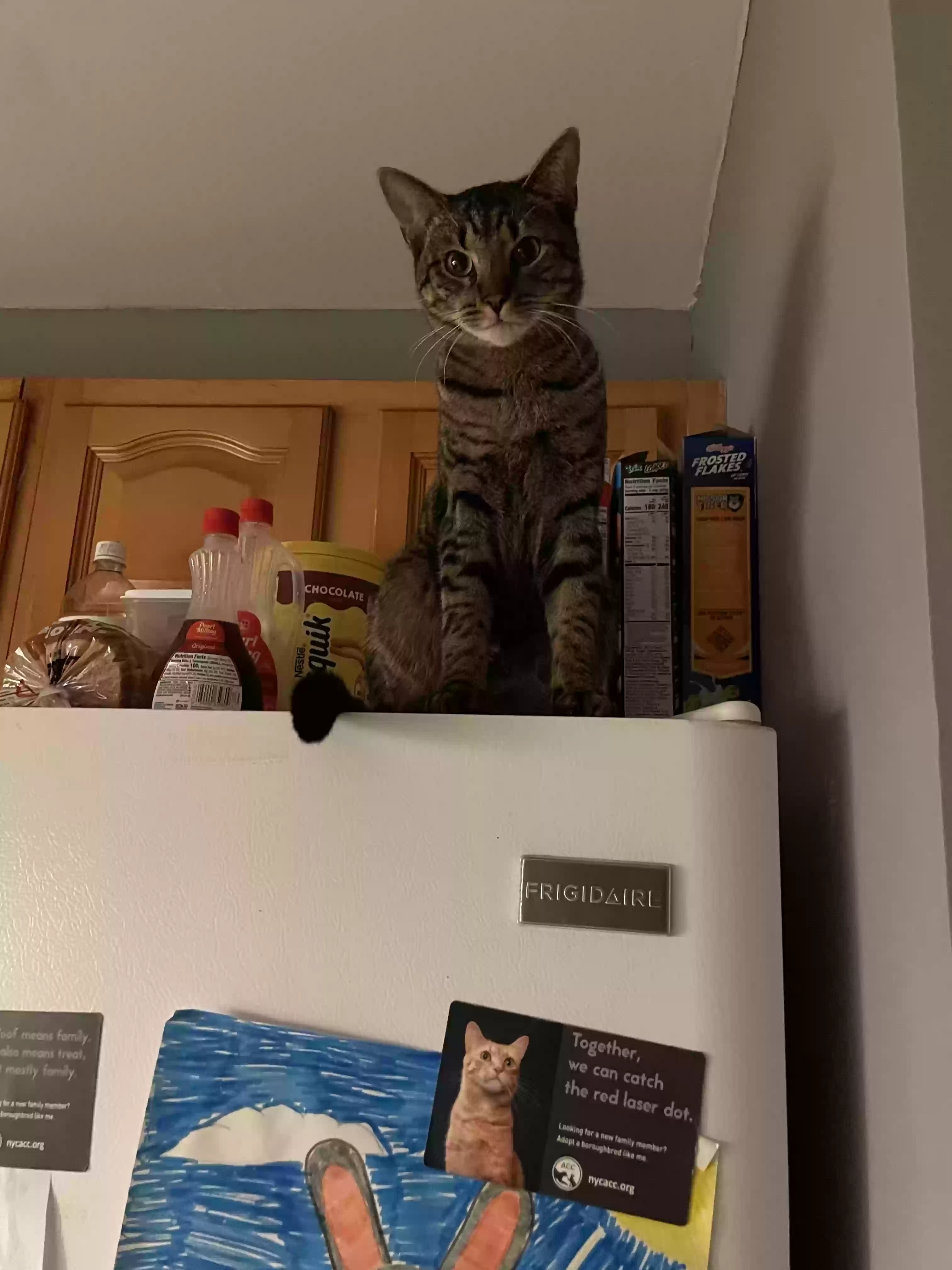 adoptable Cat in Arverne,NY named Ella