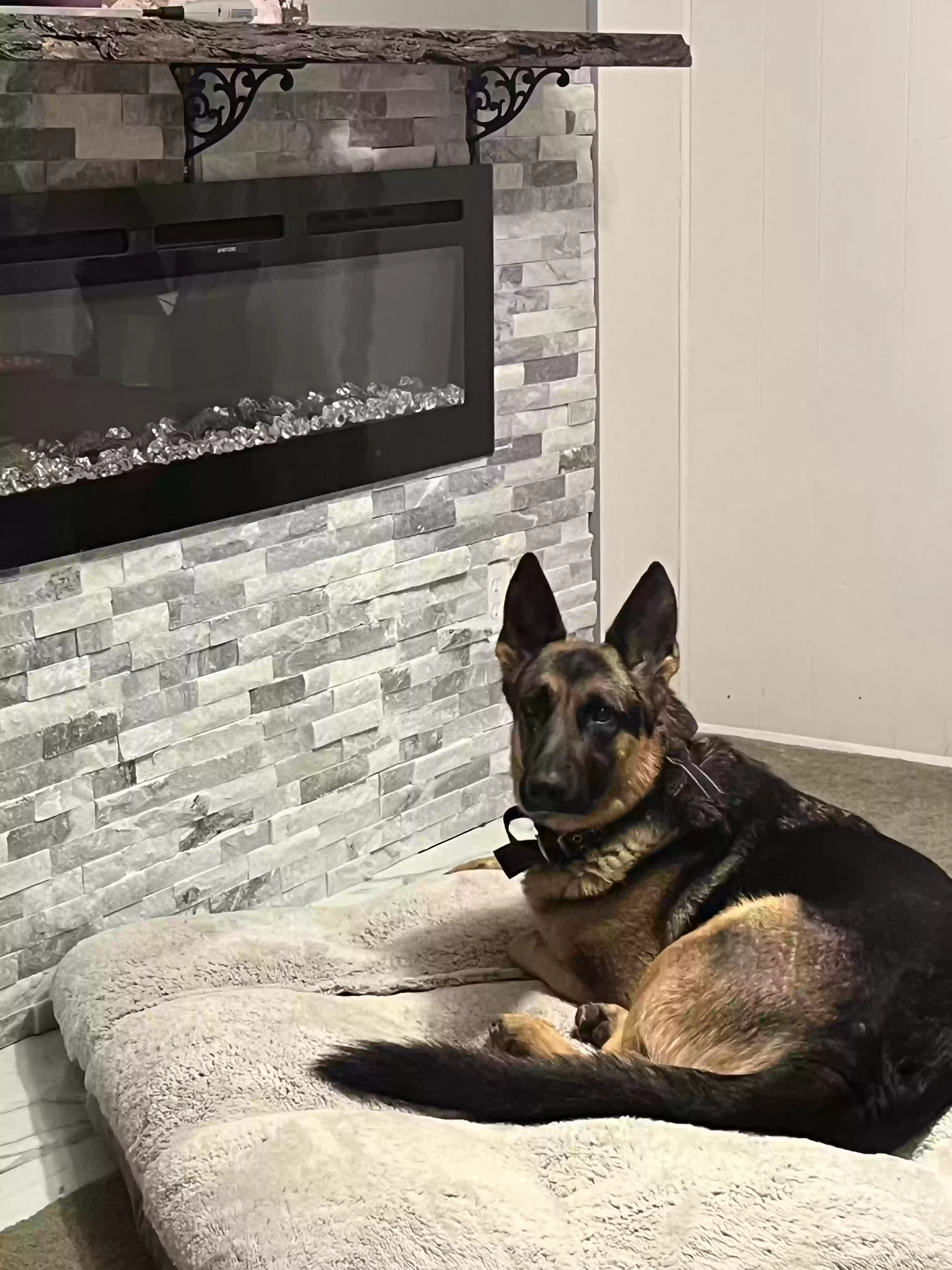 adoptable Dog in Mayer,AZ named Nikki