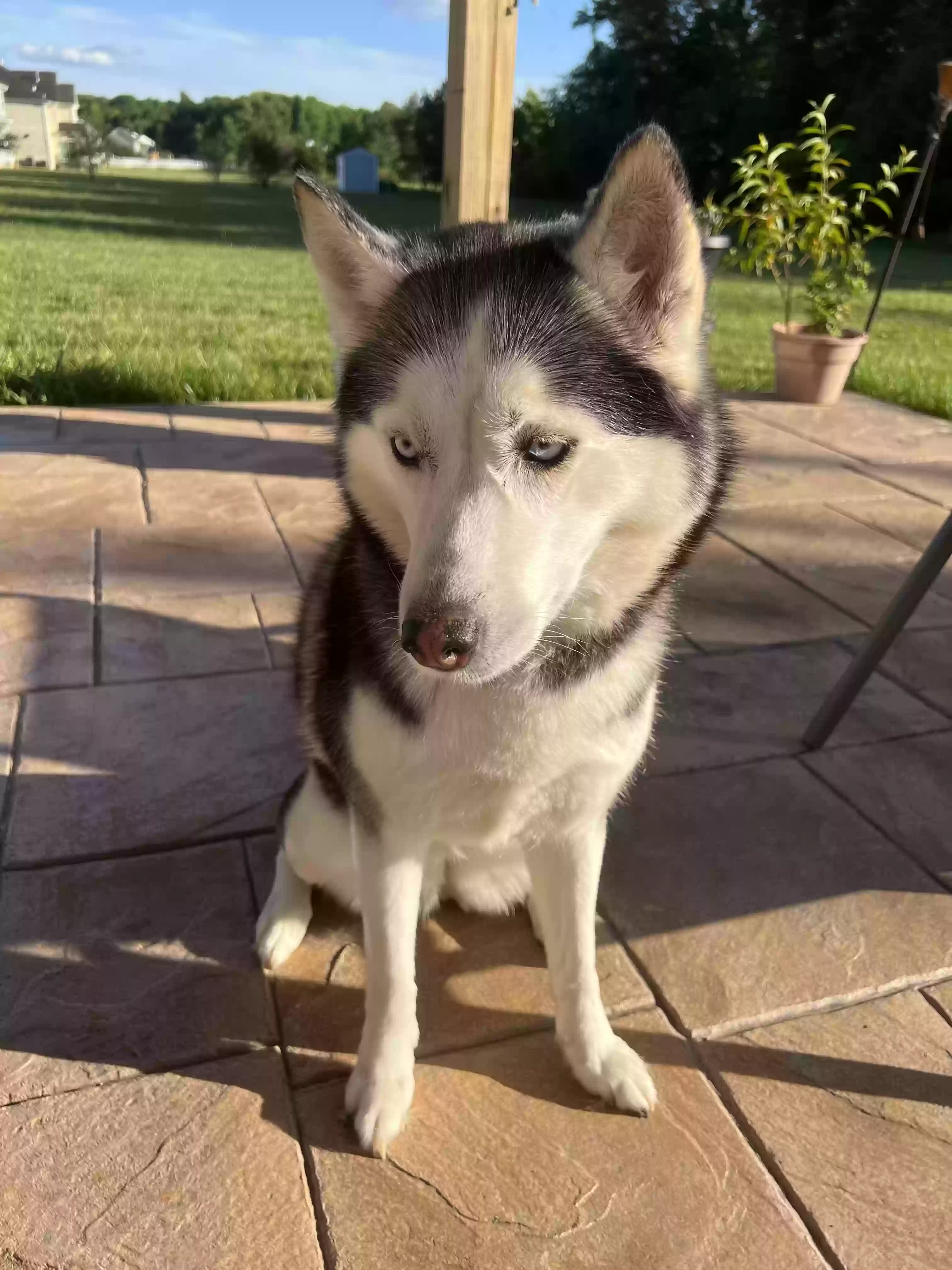 adoptable Dog in Townsend,DE named Chloe