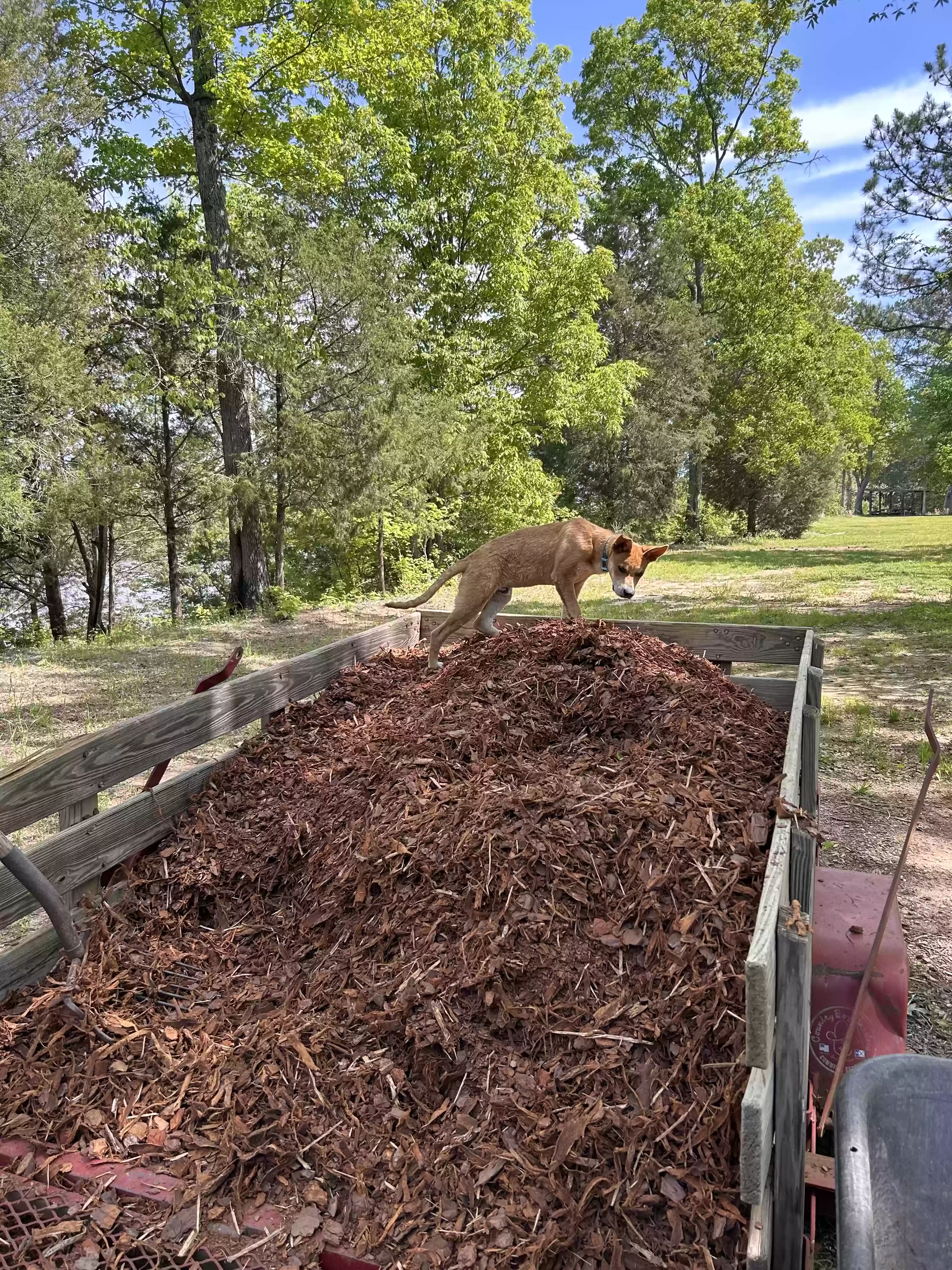 adoptable Dog in Alpine,AL named Teddy