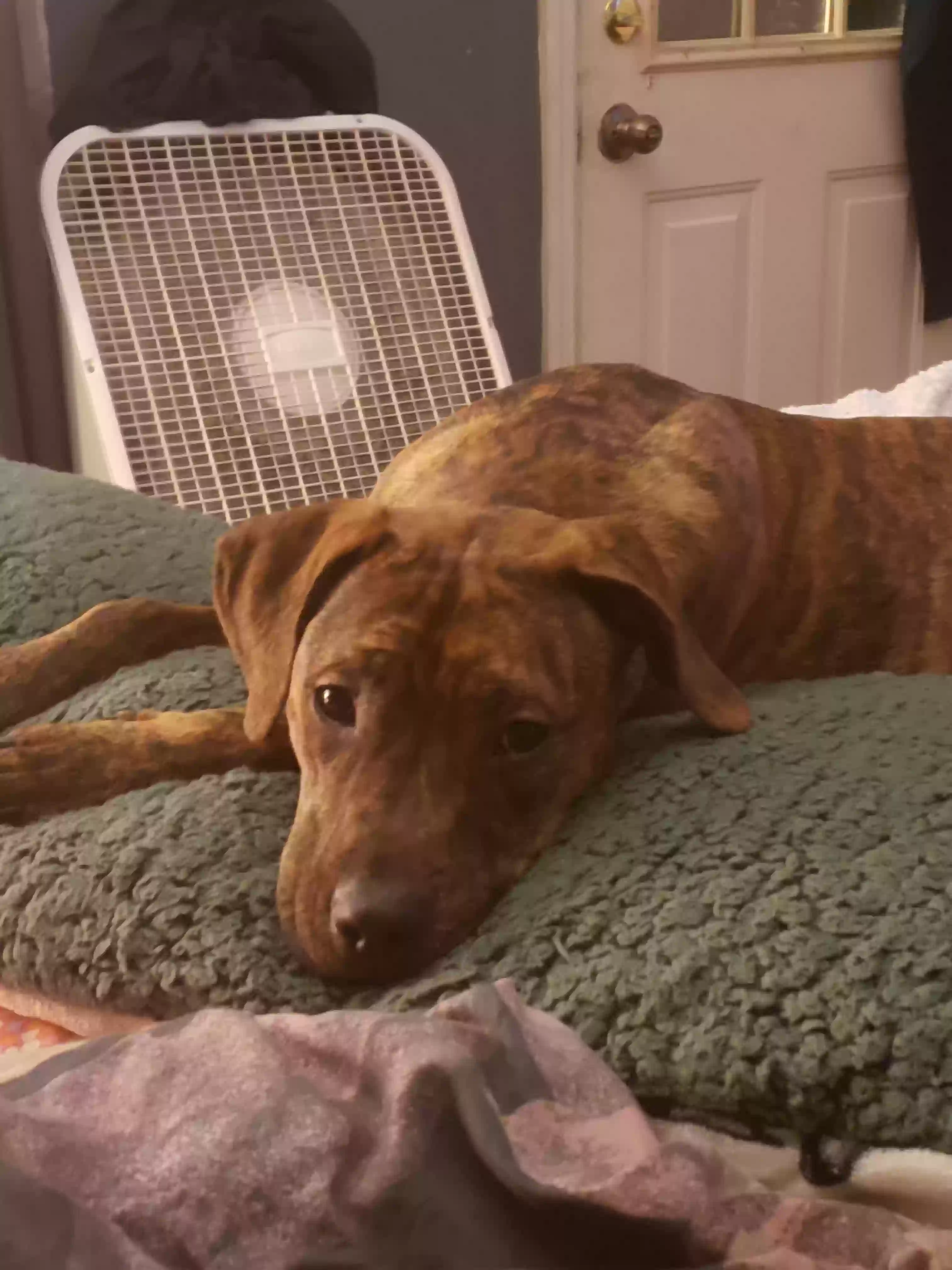 adoptable Dog in Trenton,OH named Hooch