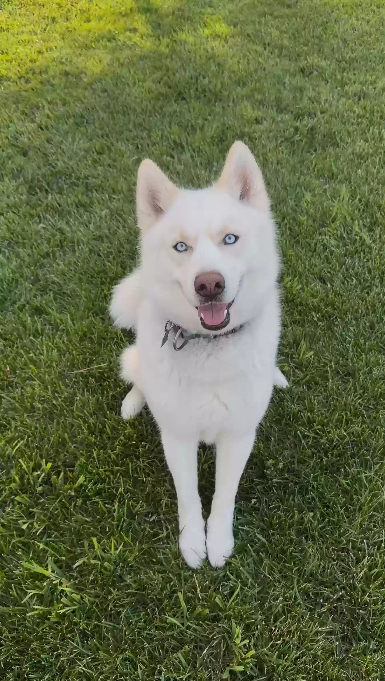 adoptable Dog in Townsend,DE named Víto