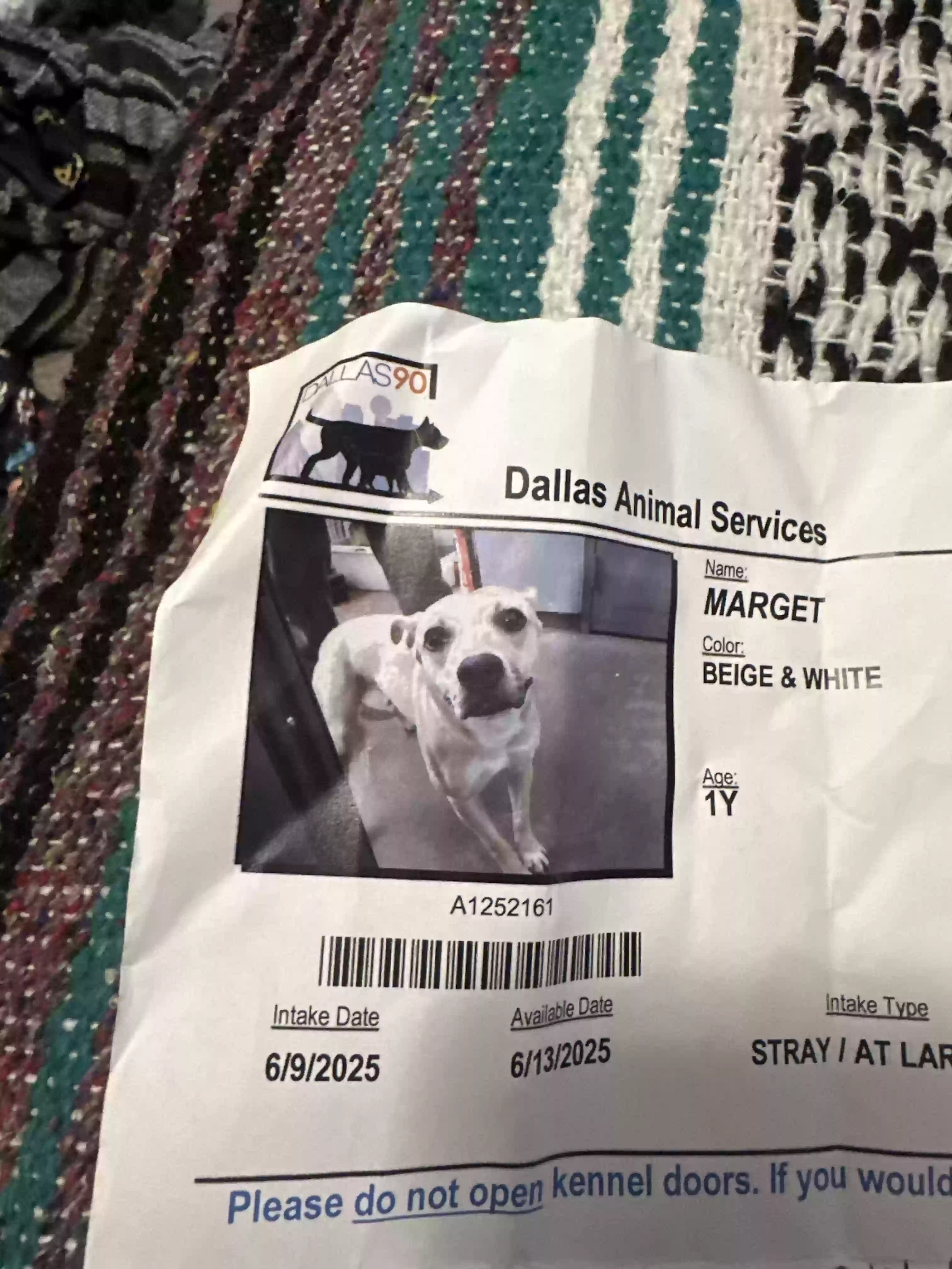 adoptable Dog in Dallas,TX named Margret