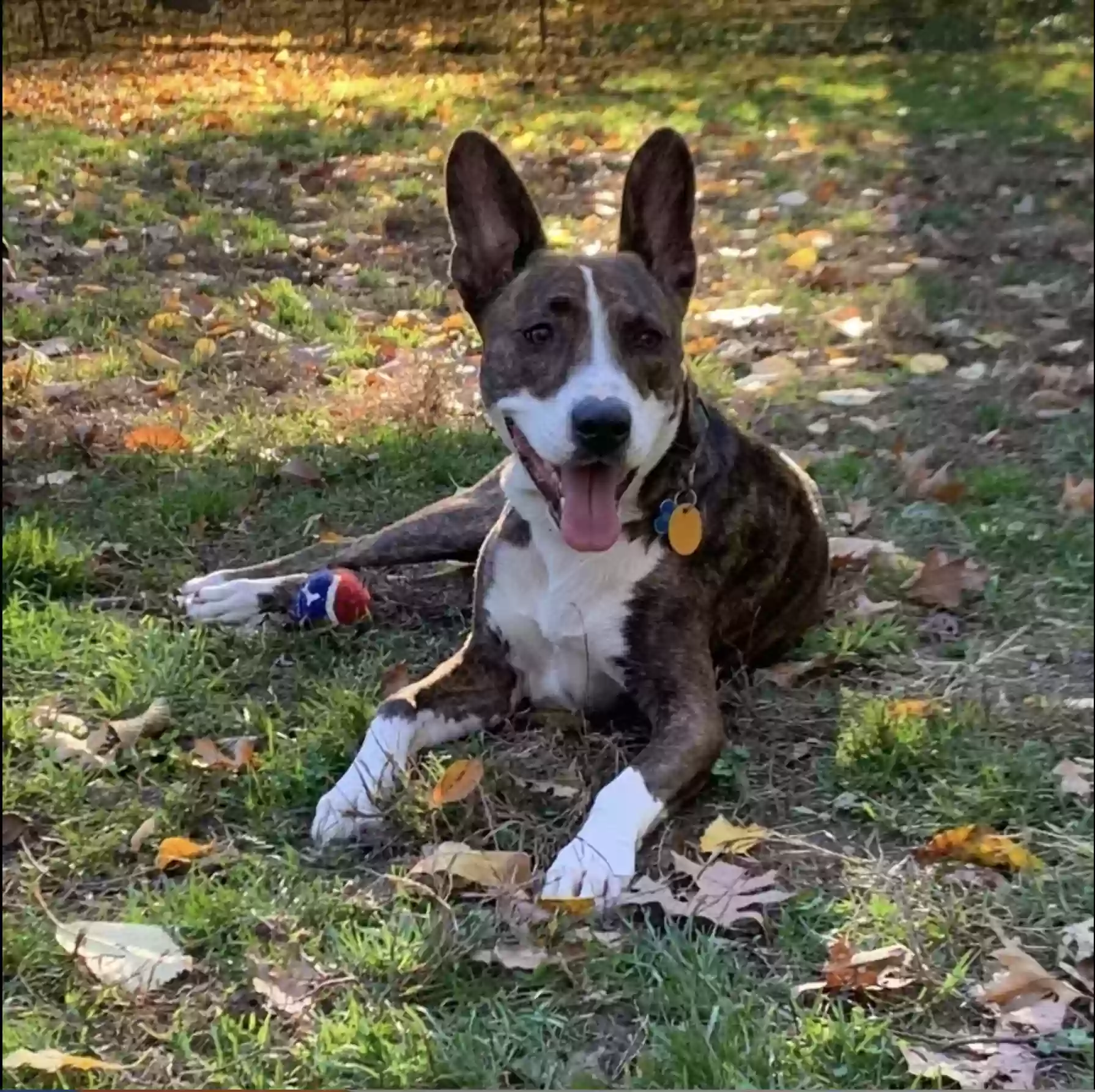 adoptable Dog in Stamford,CT named Clark