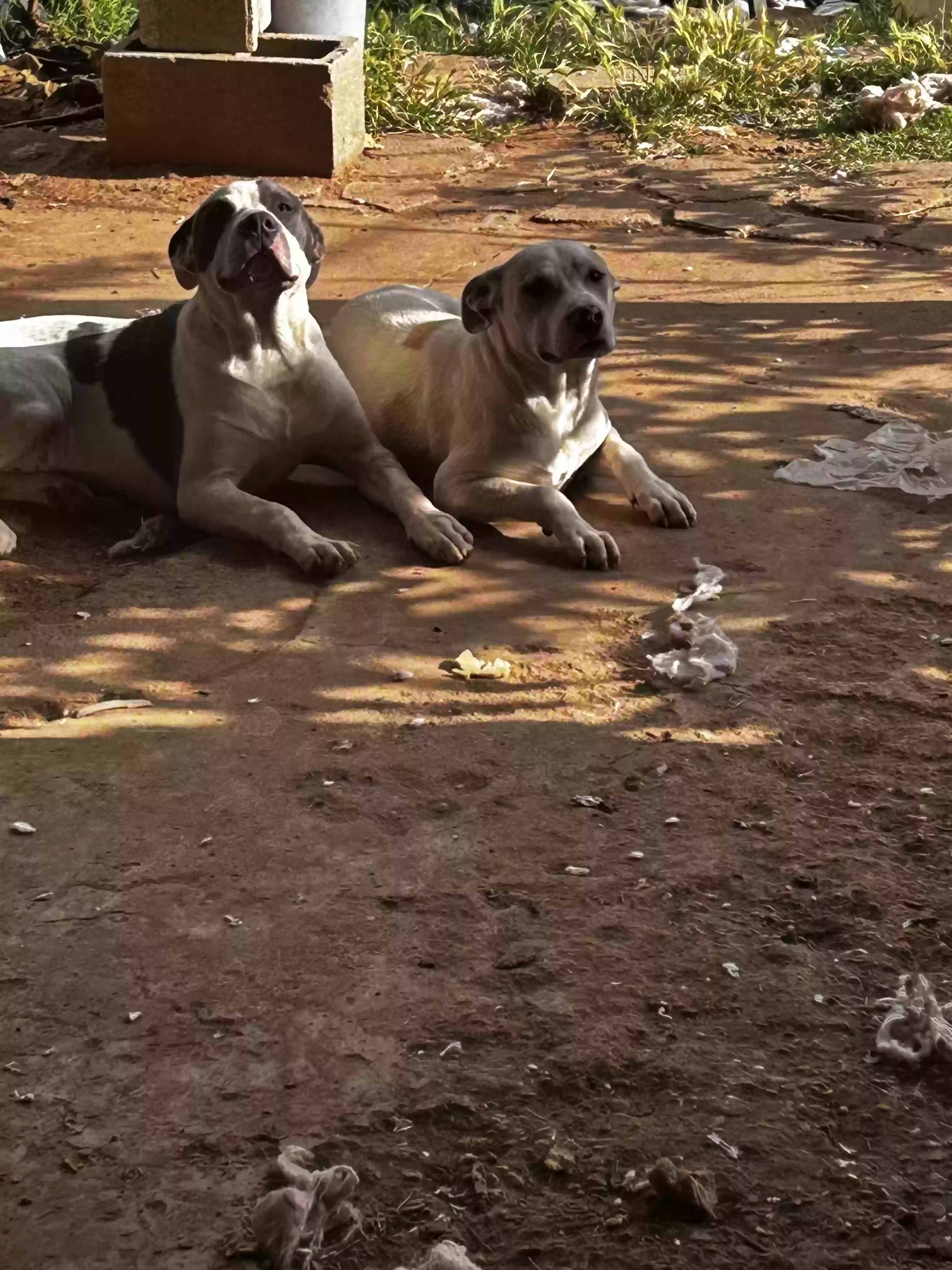 adoptable Dog in Levelland,TX named