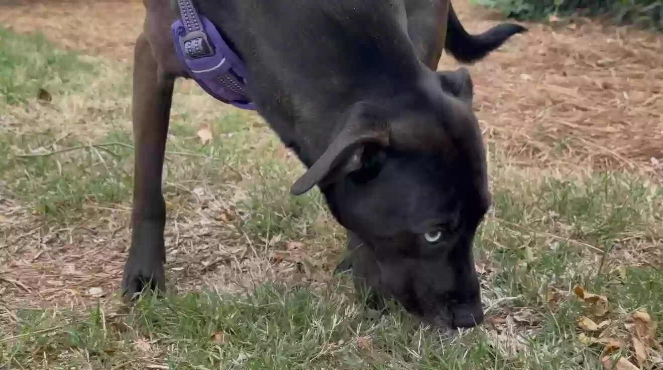 adoptable Dog in Smyrna,GA named Blue