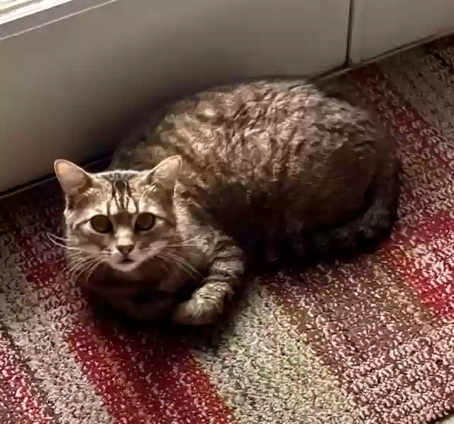 adoptable Cat in New Orleans,LA named Genie