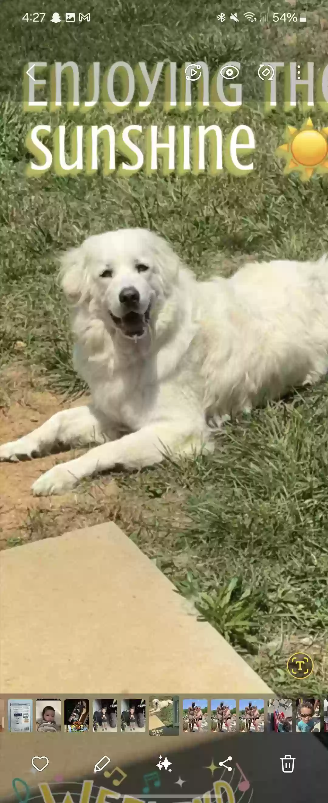 adoptable Dog in Clarksville,TN named Winni