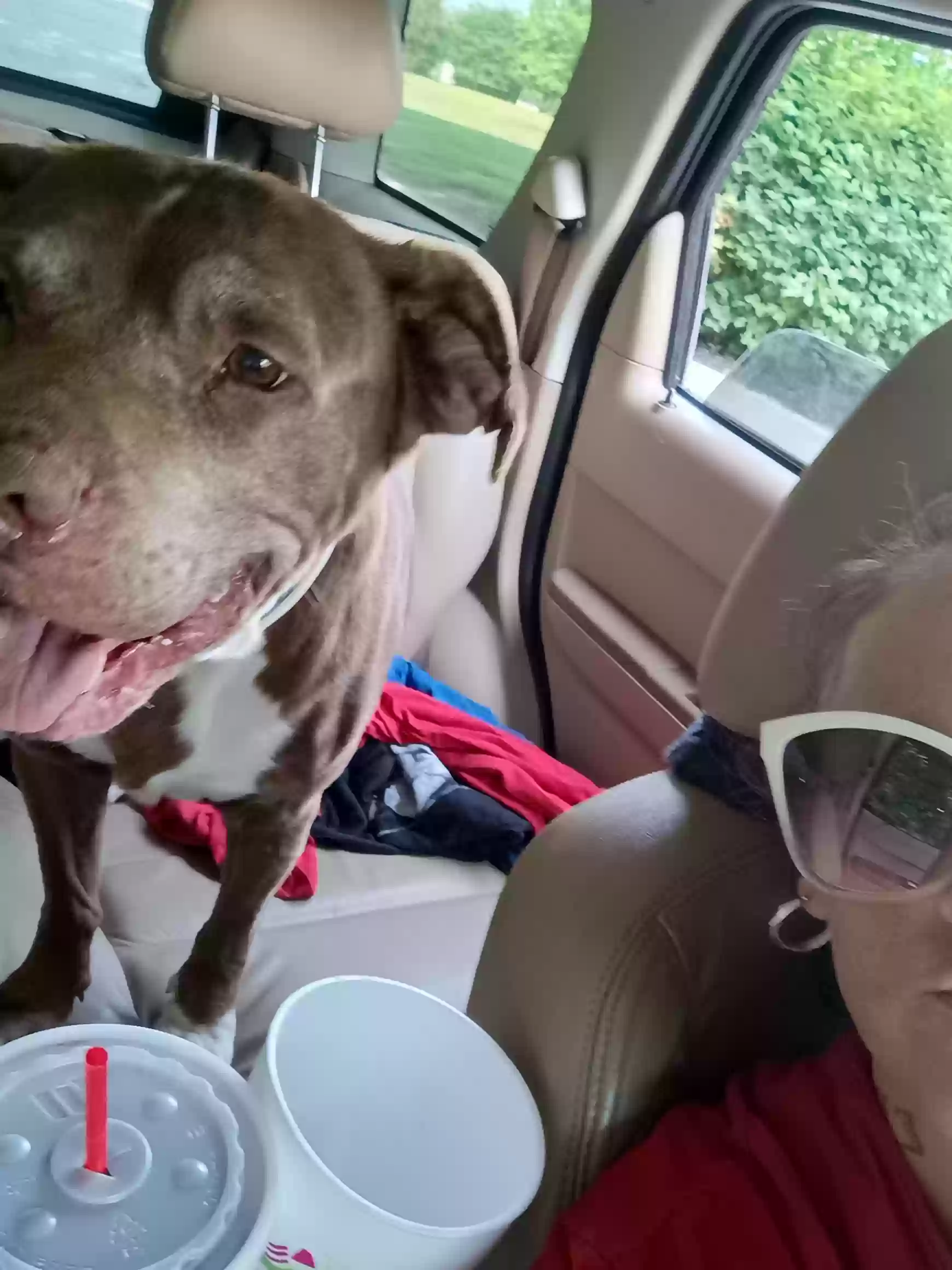 adoptable Dog in Indianapolis,IN named Smokey Joe