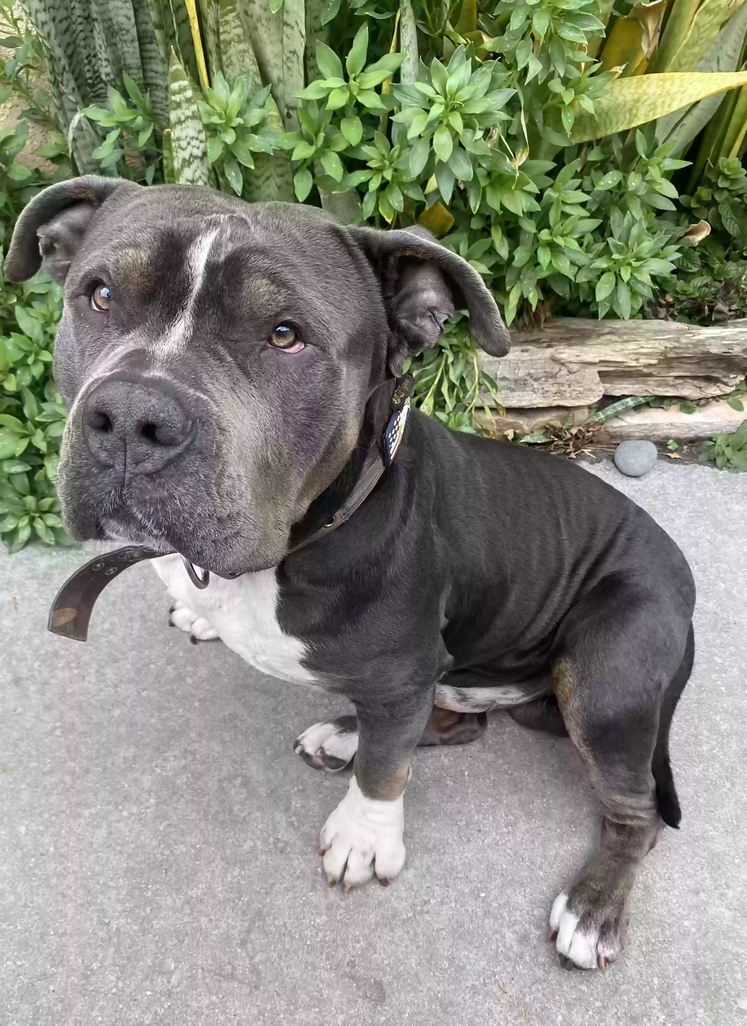 adoptable Dog in Duarte,CA named Toby