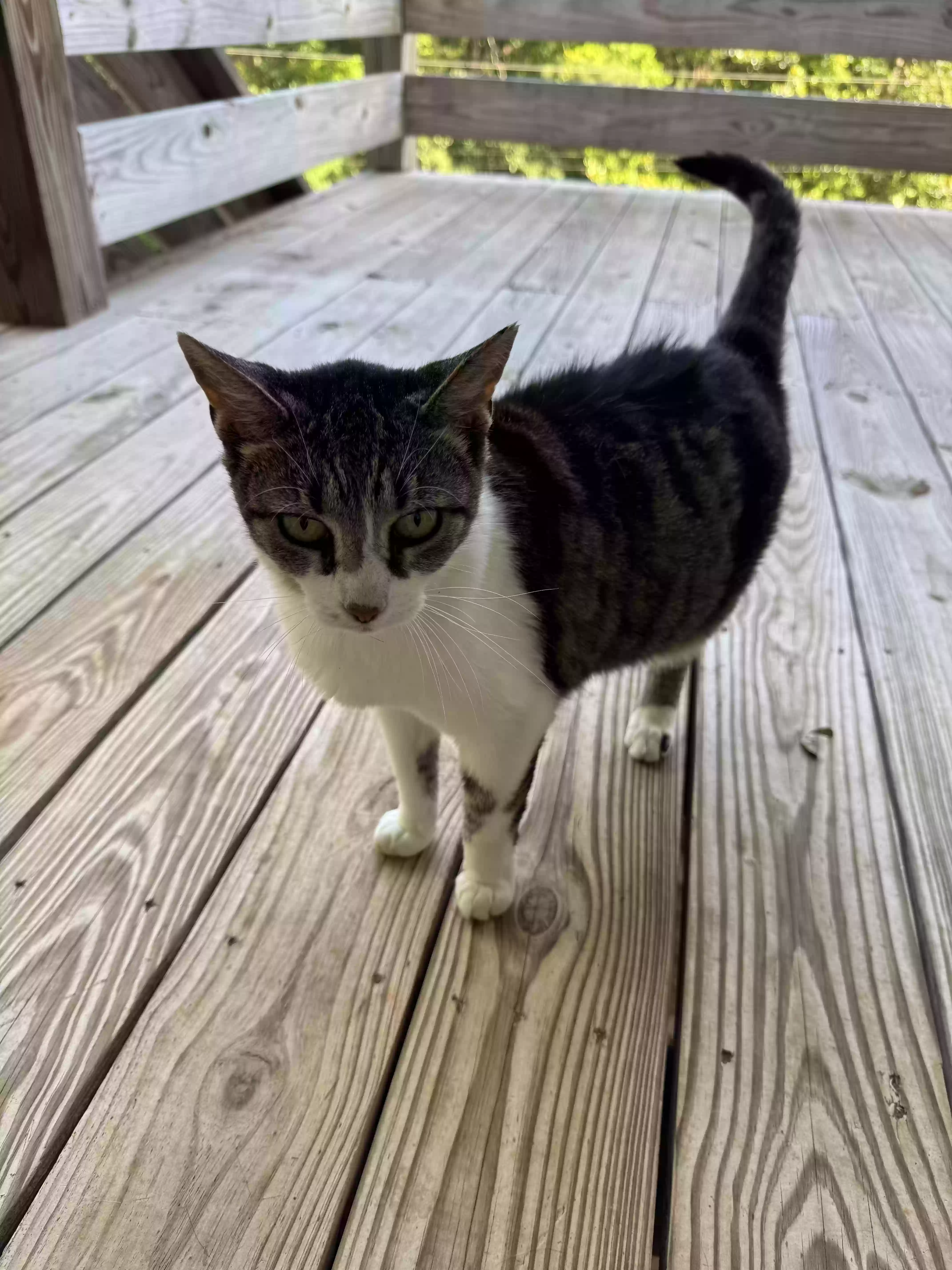adoptable Cat in Birmingham,AL named Rogue