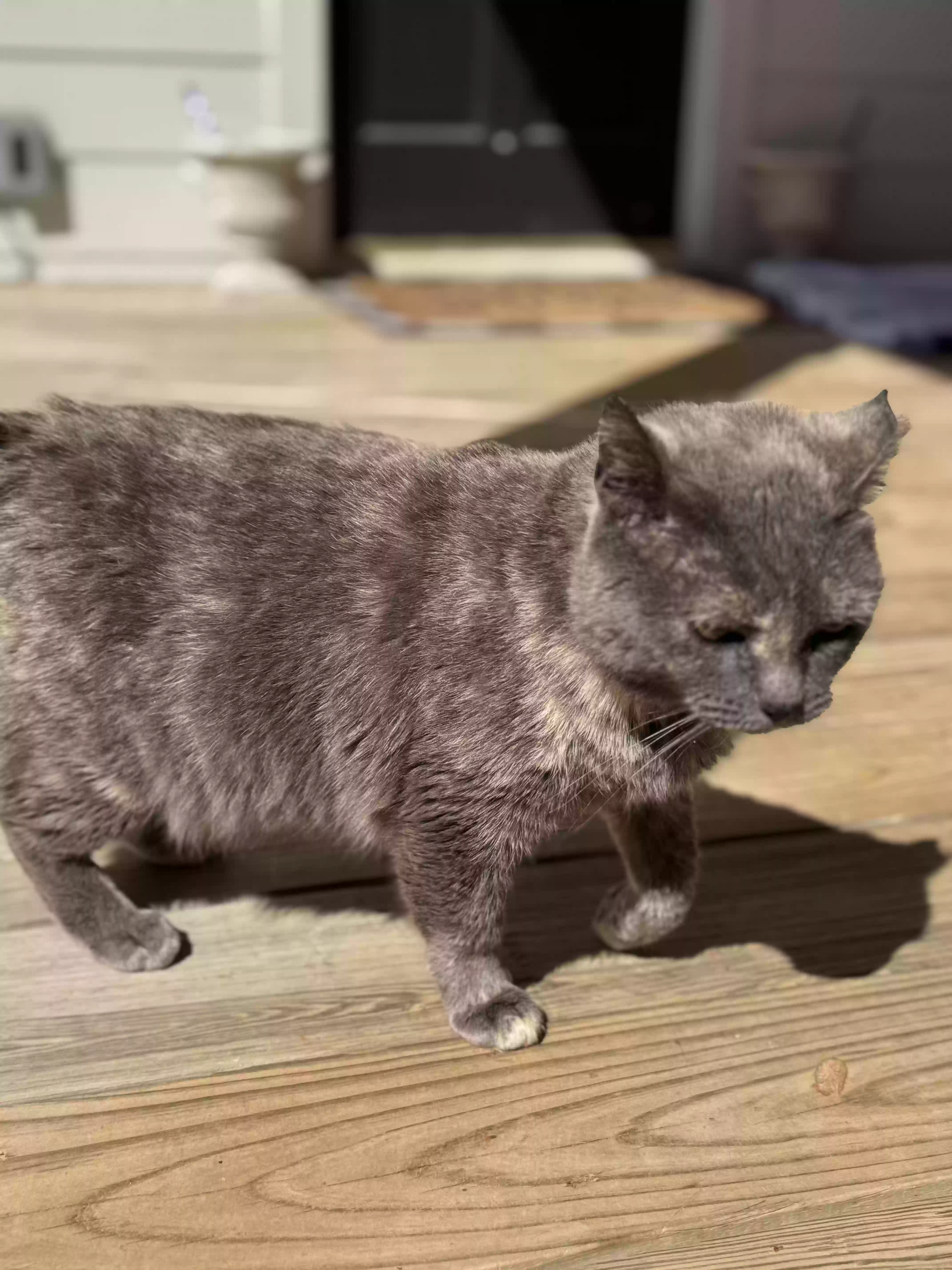 adoptable Cat in Birmingham,AL named Storm