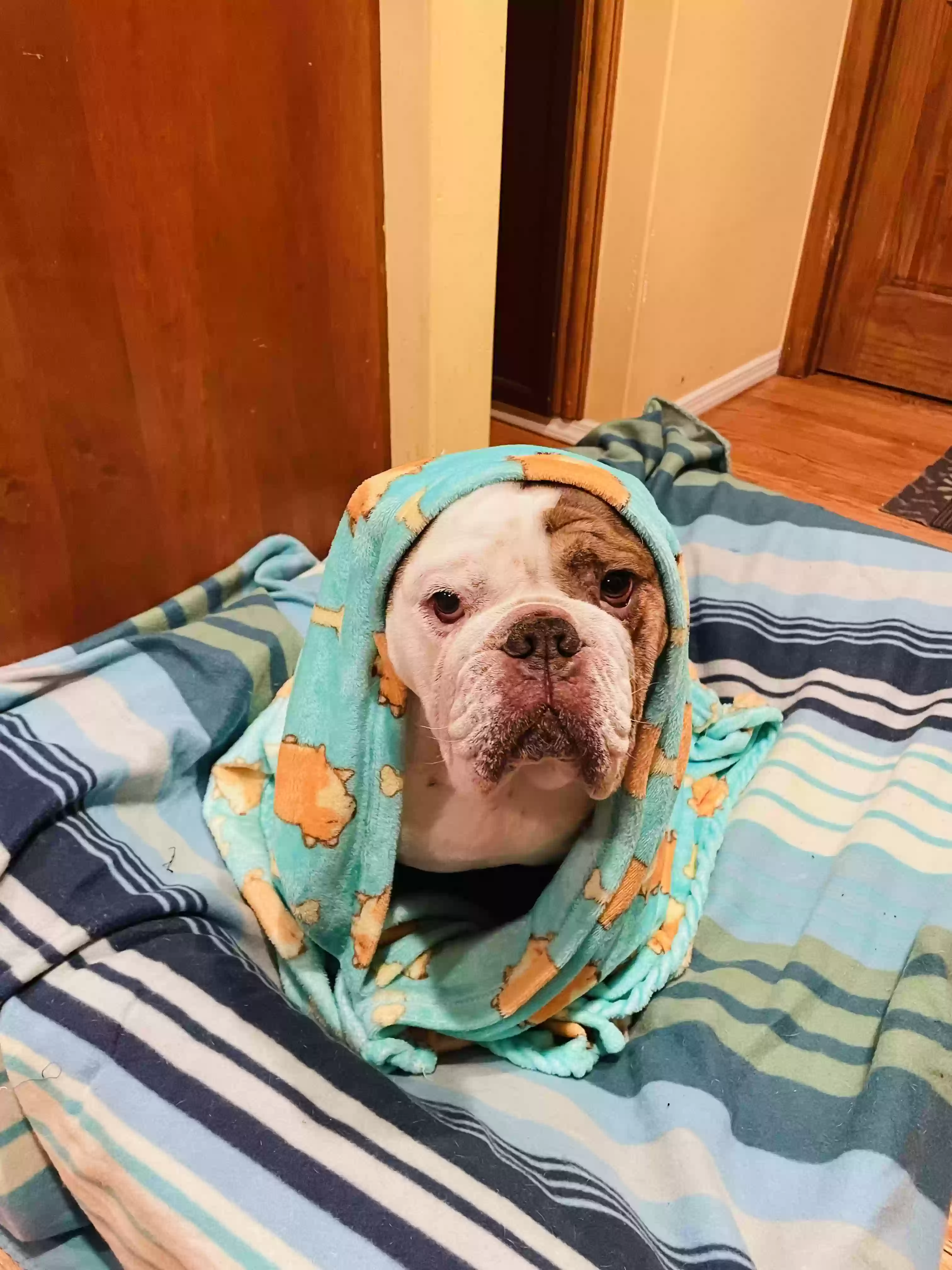 adoptable Dog in Commack,NY named Sarge