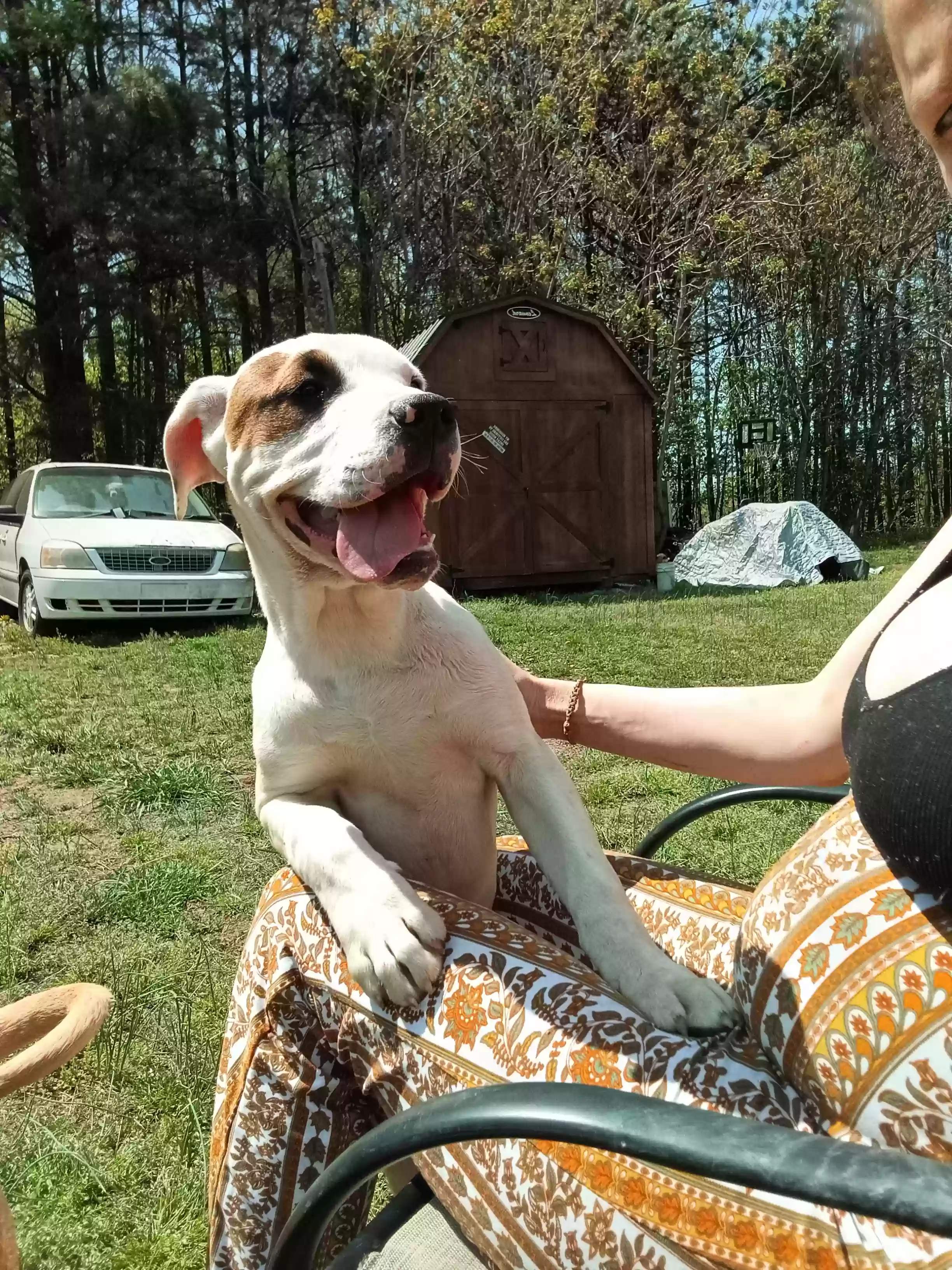 adoptable Dog in Roxboro,NC named Rufus