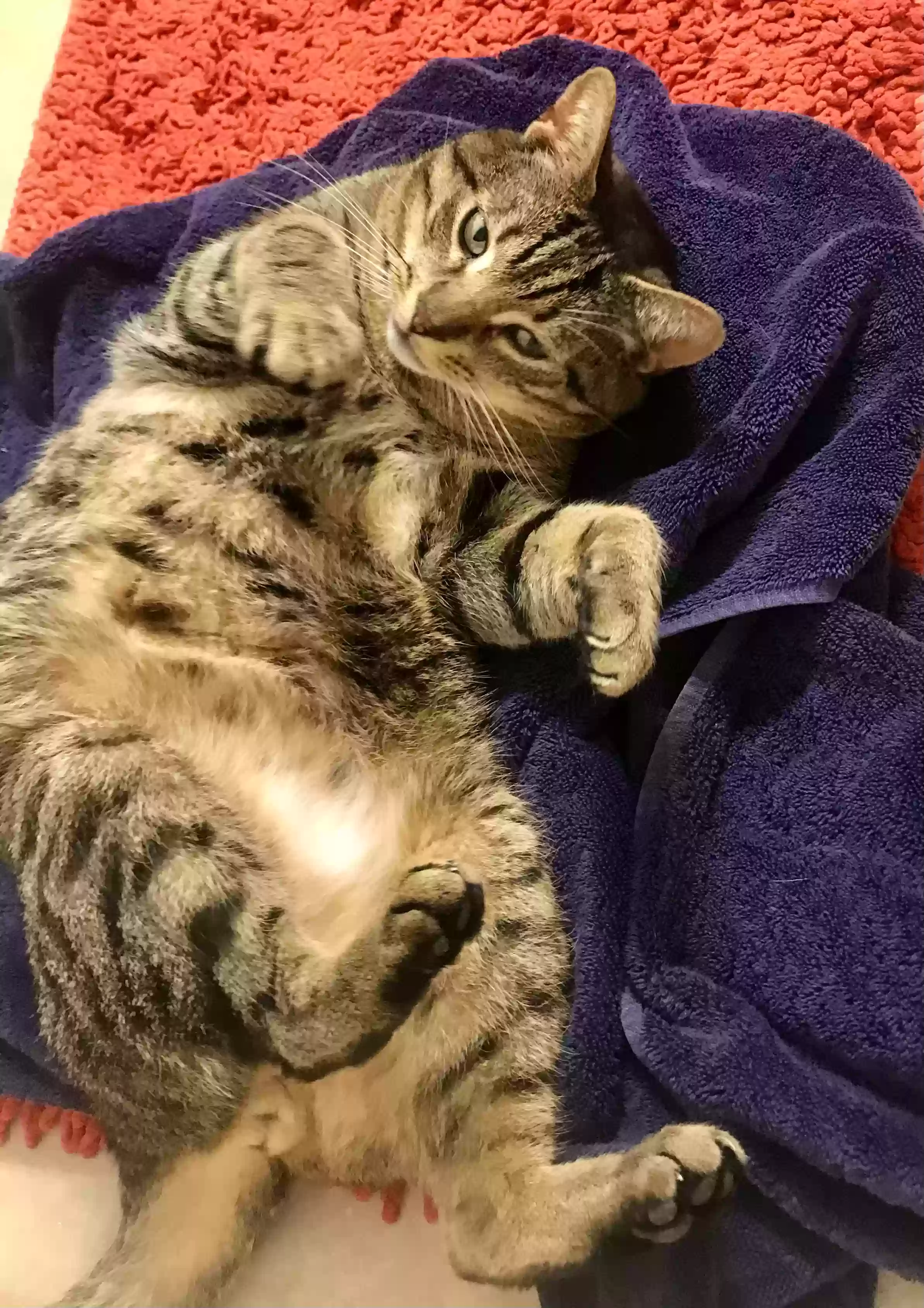 adoptable Cat in Vestal,NY named Tubby