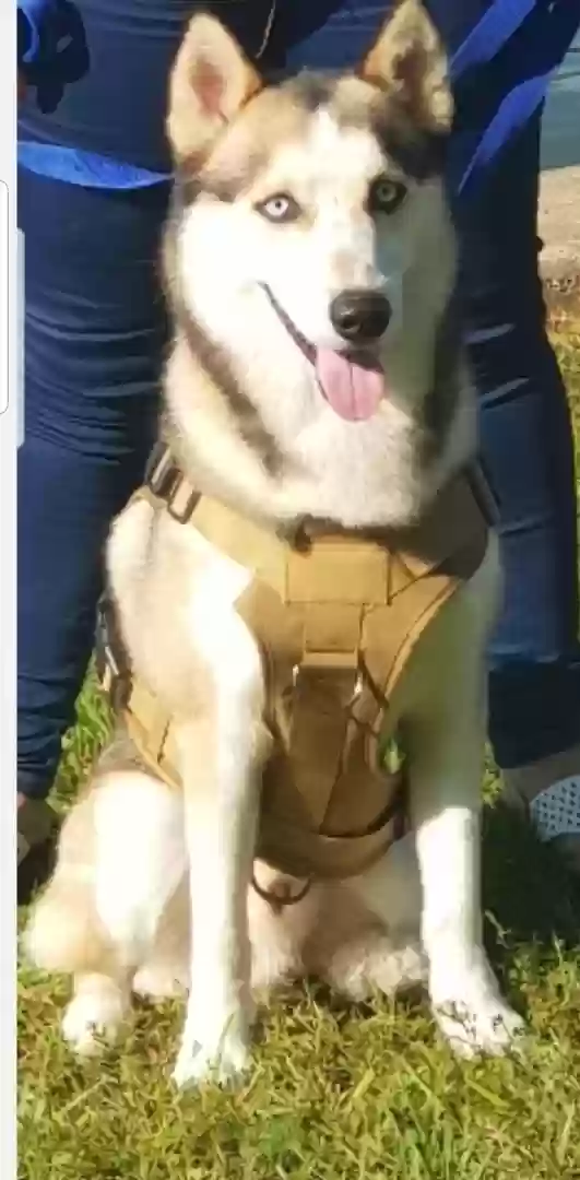 adoptable Dog in Hempstead,TX named Zuko
