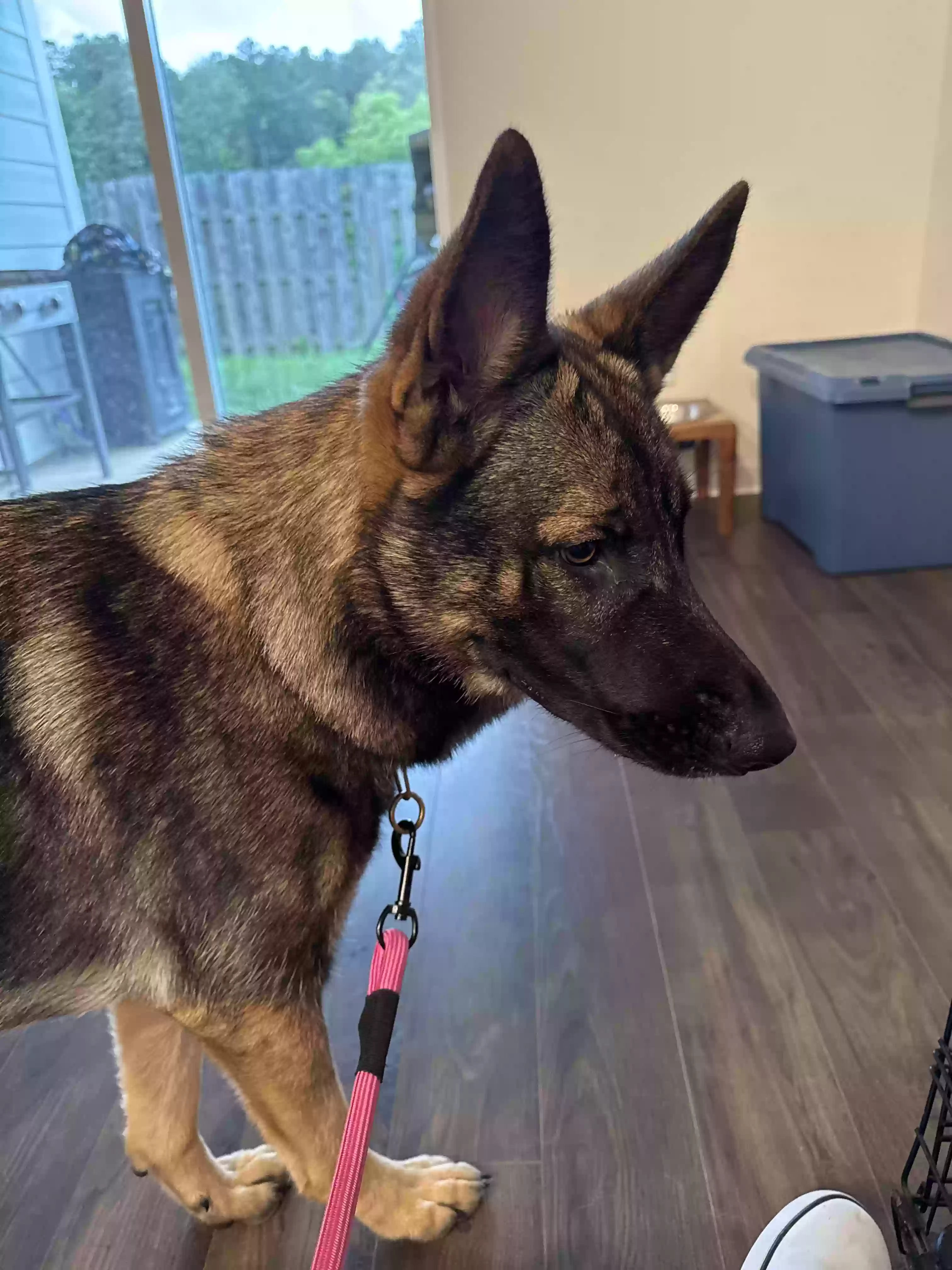 adoptable Dog in Calera,AL named None