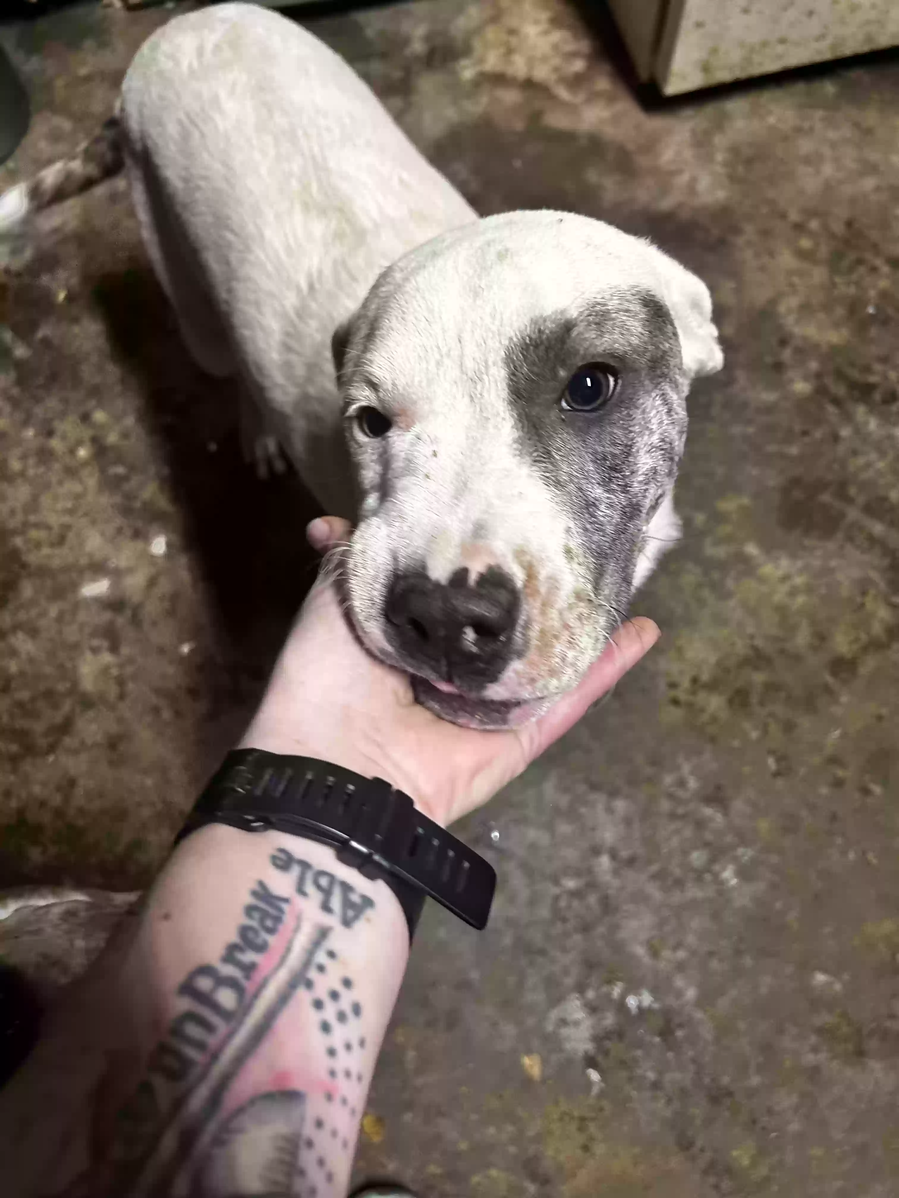 adoptable Dog in Levelland,TX named