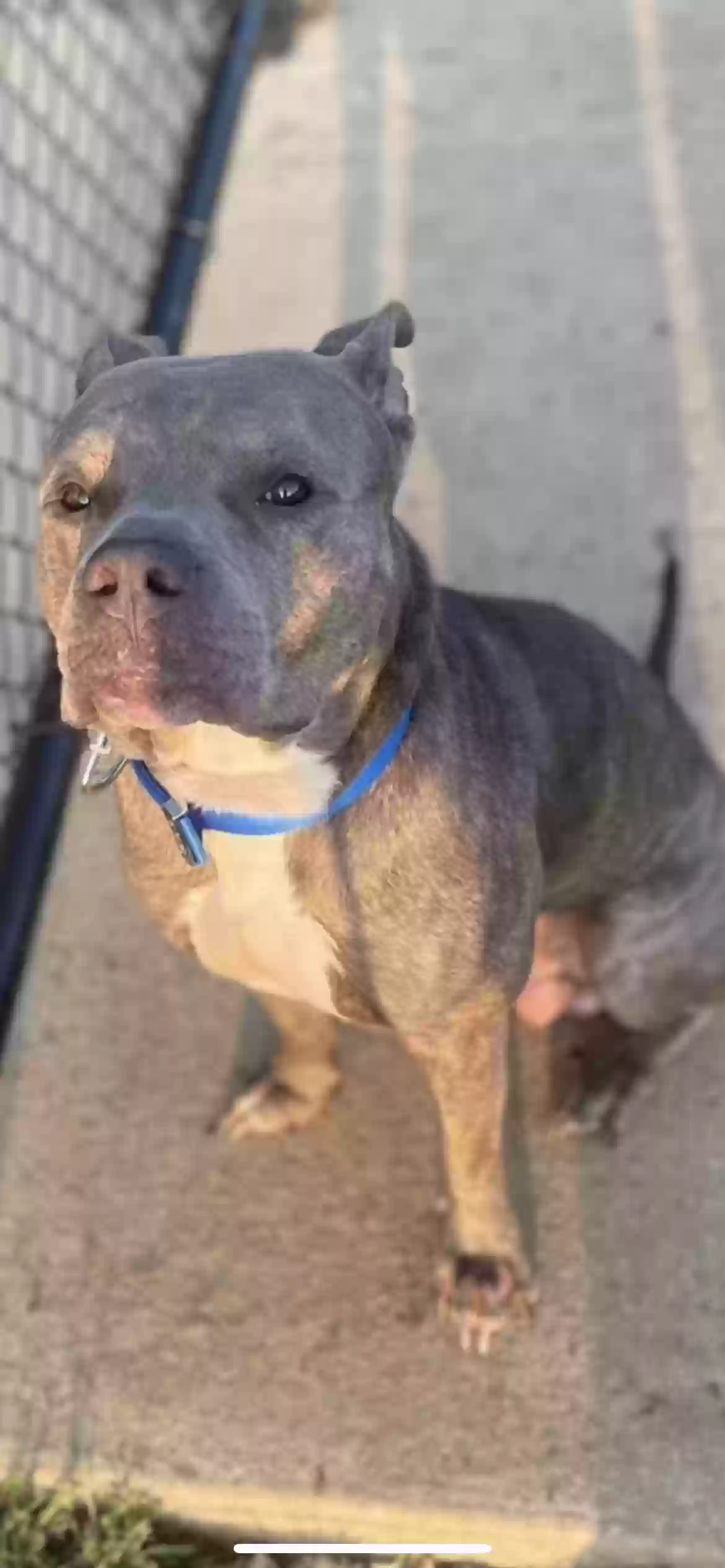 adoptable Dog in Atlanta,GA named