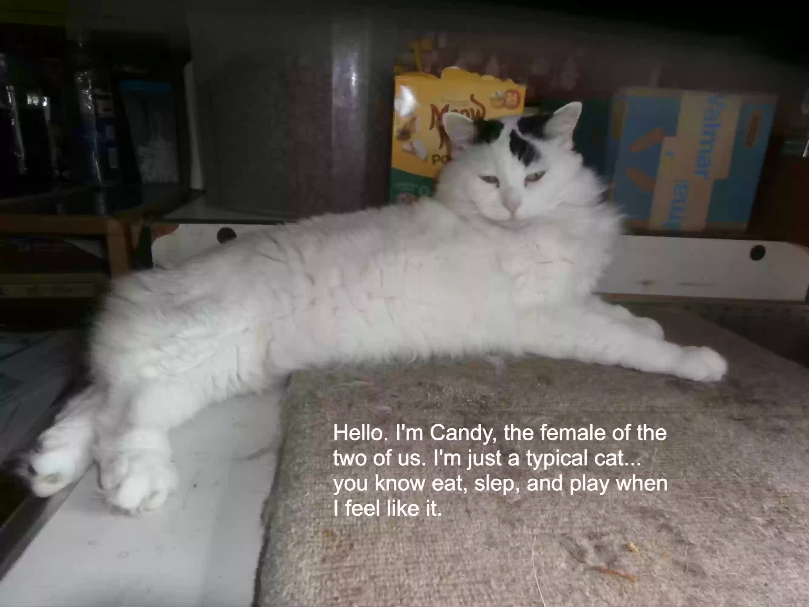 adoptable Cat in Jefferson,GA named Candy