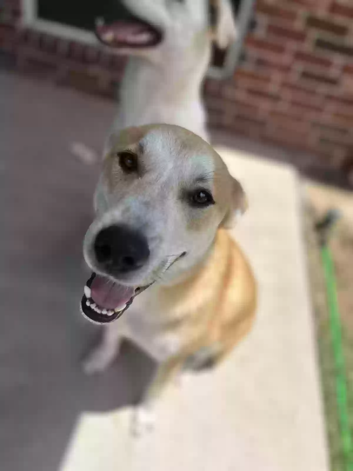 adoptable Dog in Forney,TX named Grizz