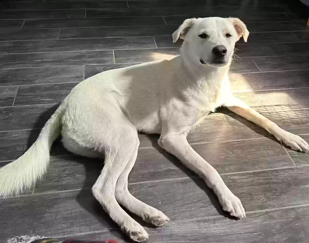 adoptable Dog in Forney,TX named Bear