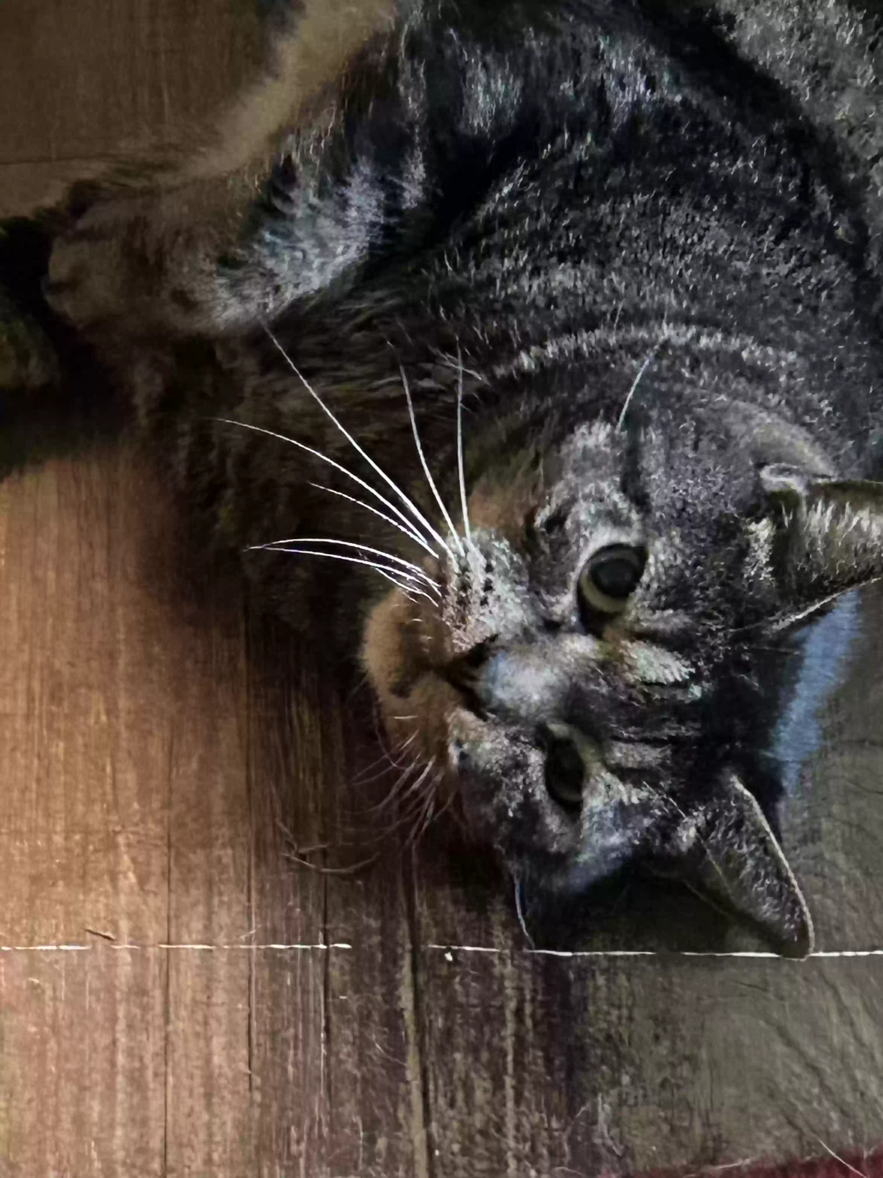 adoptable Cat in Jefferson,GA named Clyde