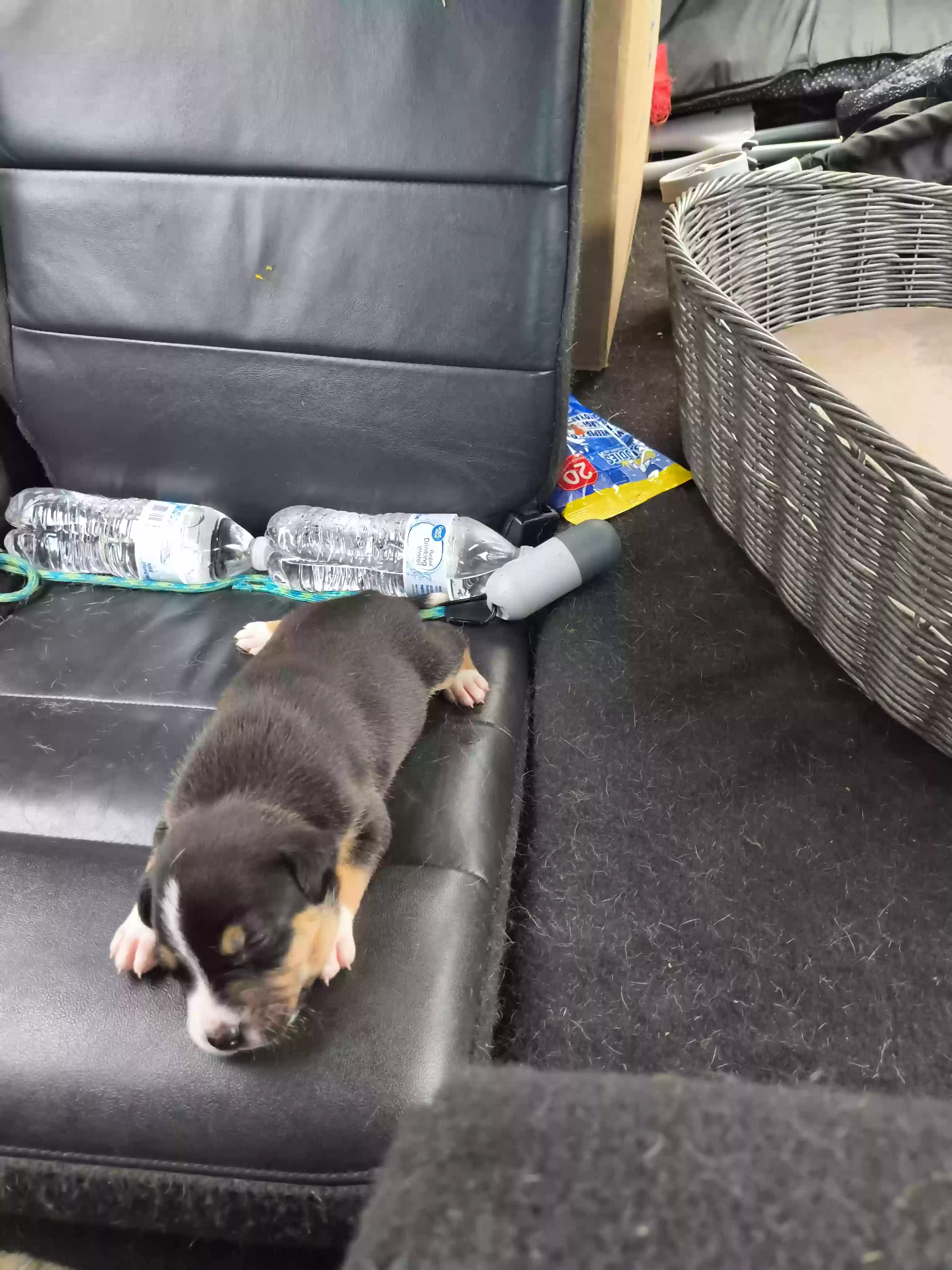 adoptable Dog in Hot Springs National Park,AR named Esmerelda ( Essie)