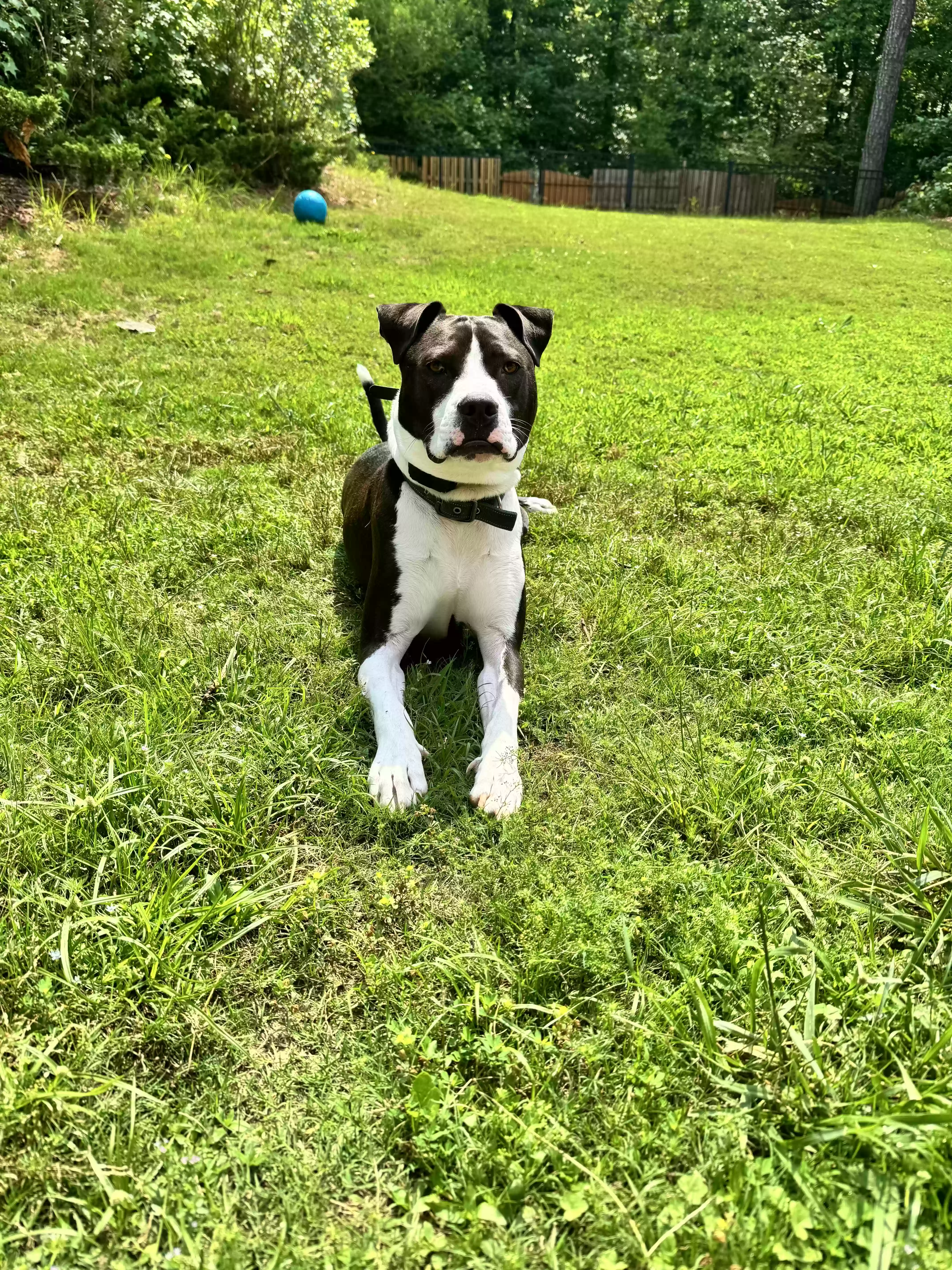 adoptable Dog in Mableton,GA named Beans