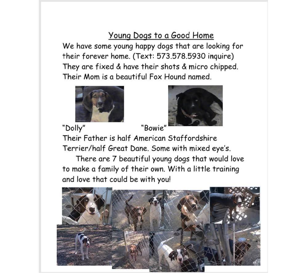 adoptable Dog in Rolla,MO named Different names
