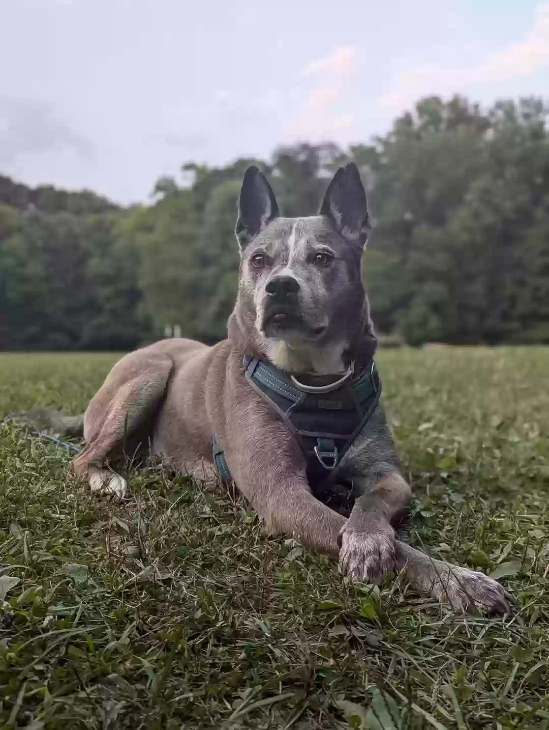adoptable Dog in Katy,TX named Bruno