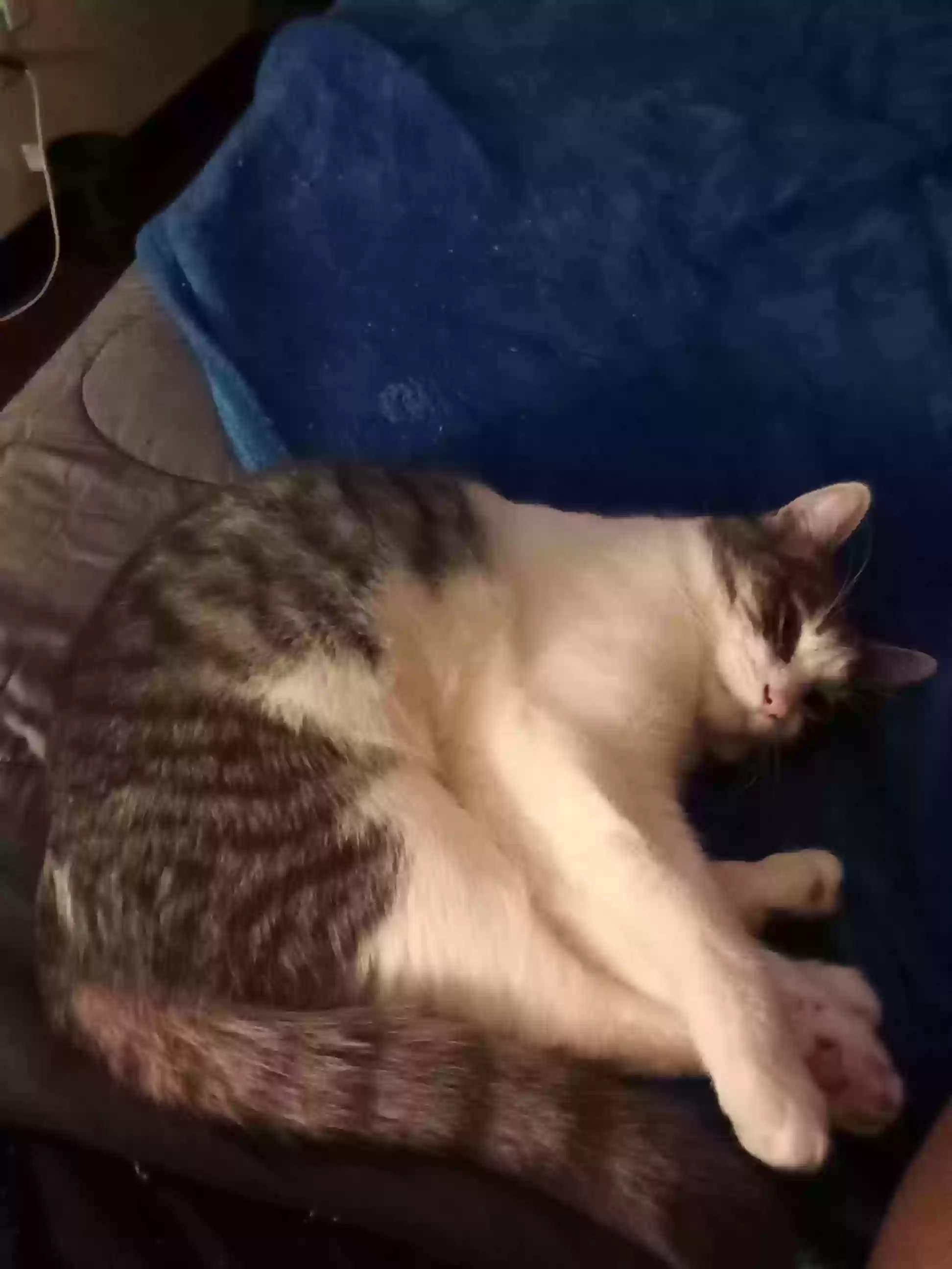 adoptable Cat in Milwaukee,WI named Kitty