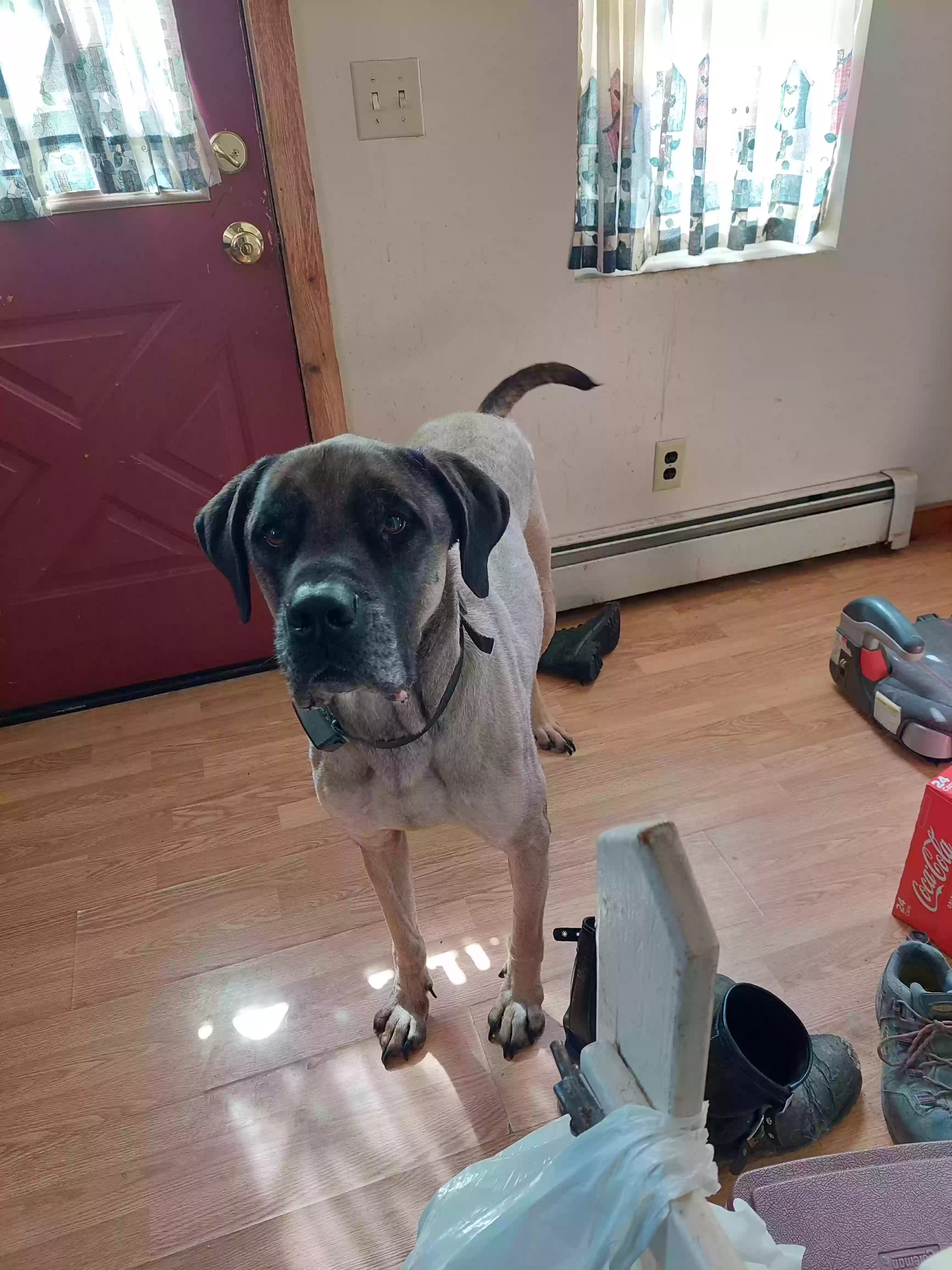 adoptable Dog in Saint Paul,MN named Simba