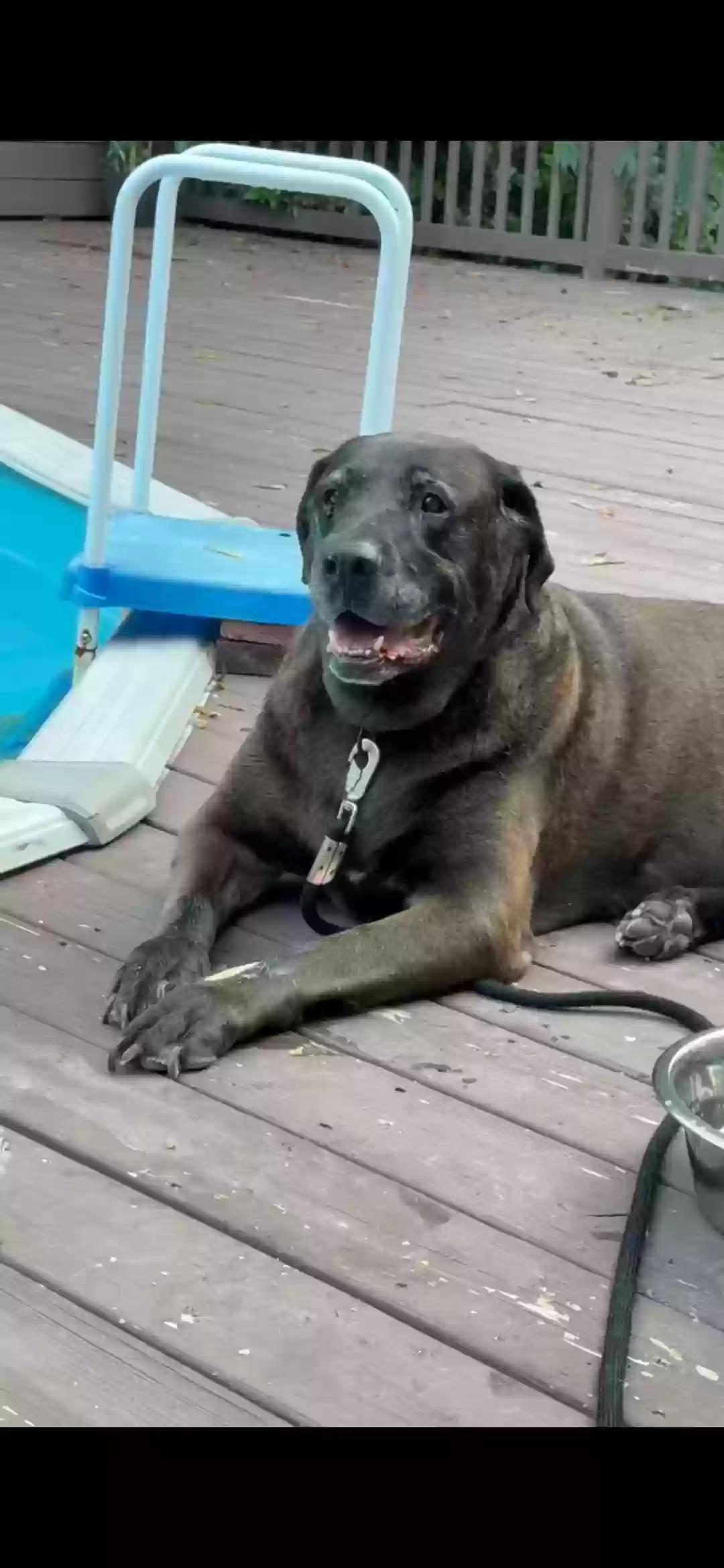 adoptable Dog in Angier,NC named Jaxon