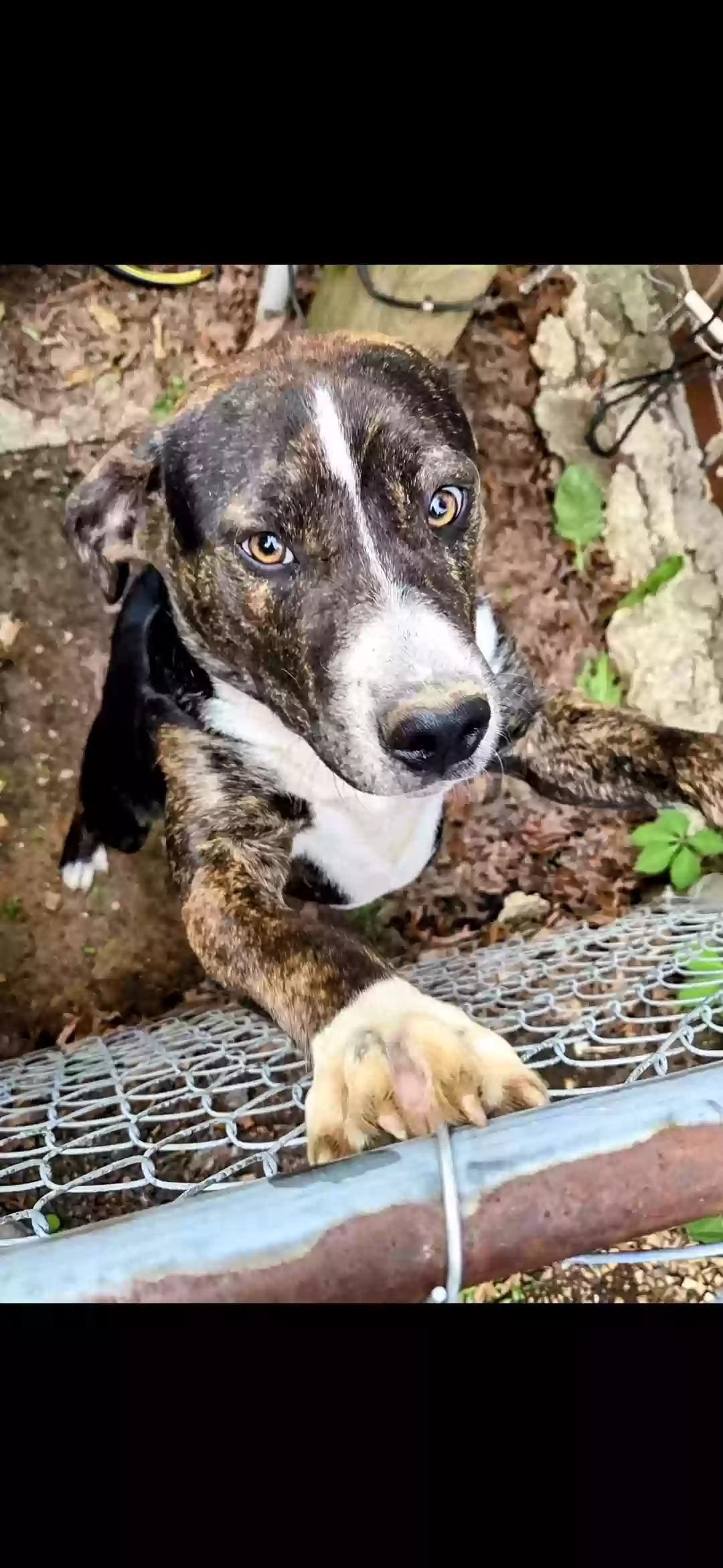 adoptable Dog in Bessemer,AL named Charlie