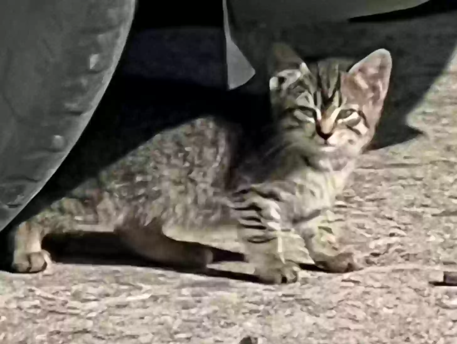 adoptable Cat in Ellijay,GA named Stray kitten no name