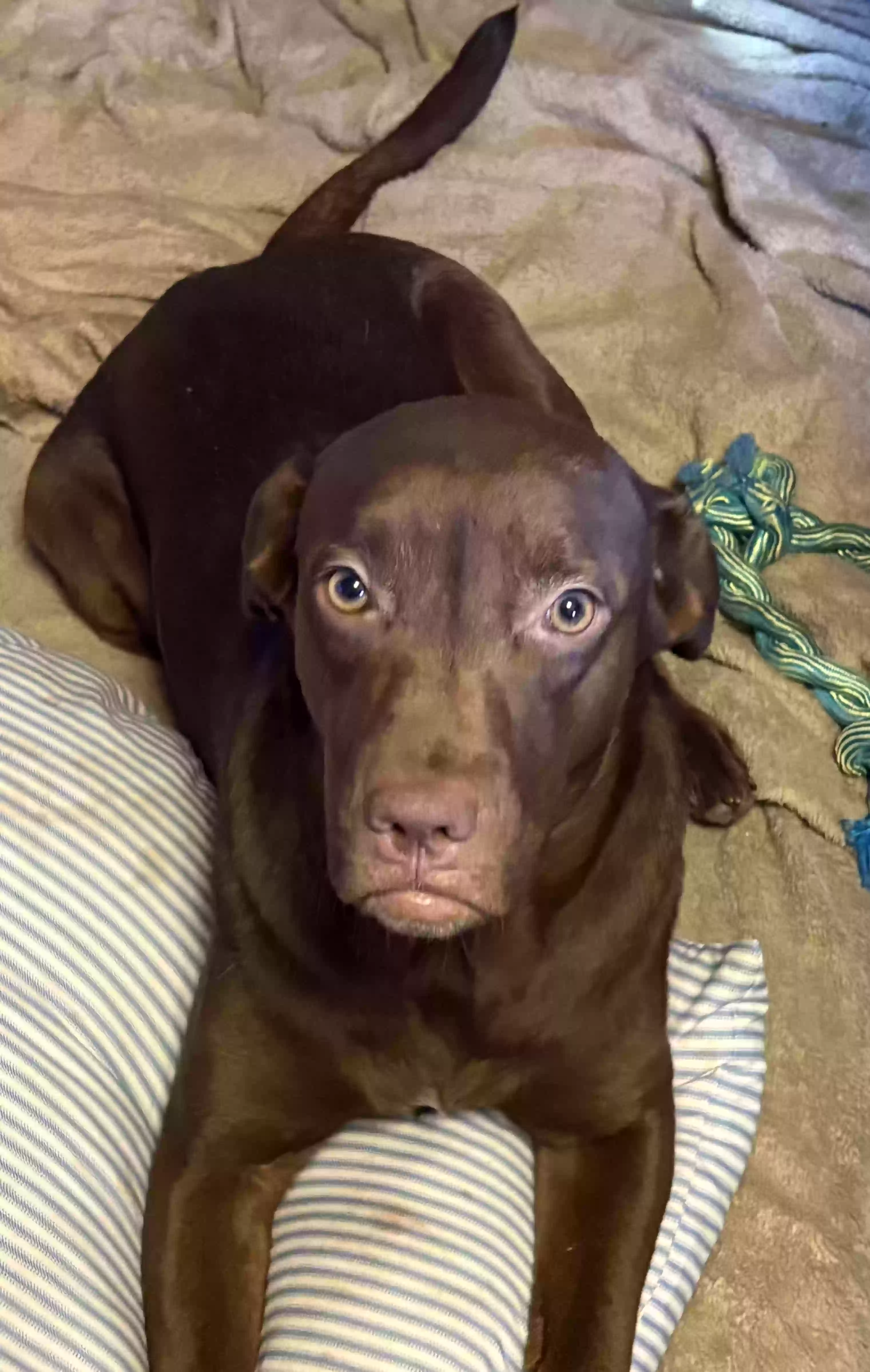 adoptable Dog in Lewisville,TX named Dozer