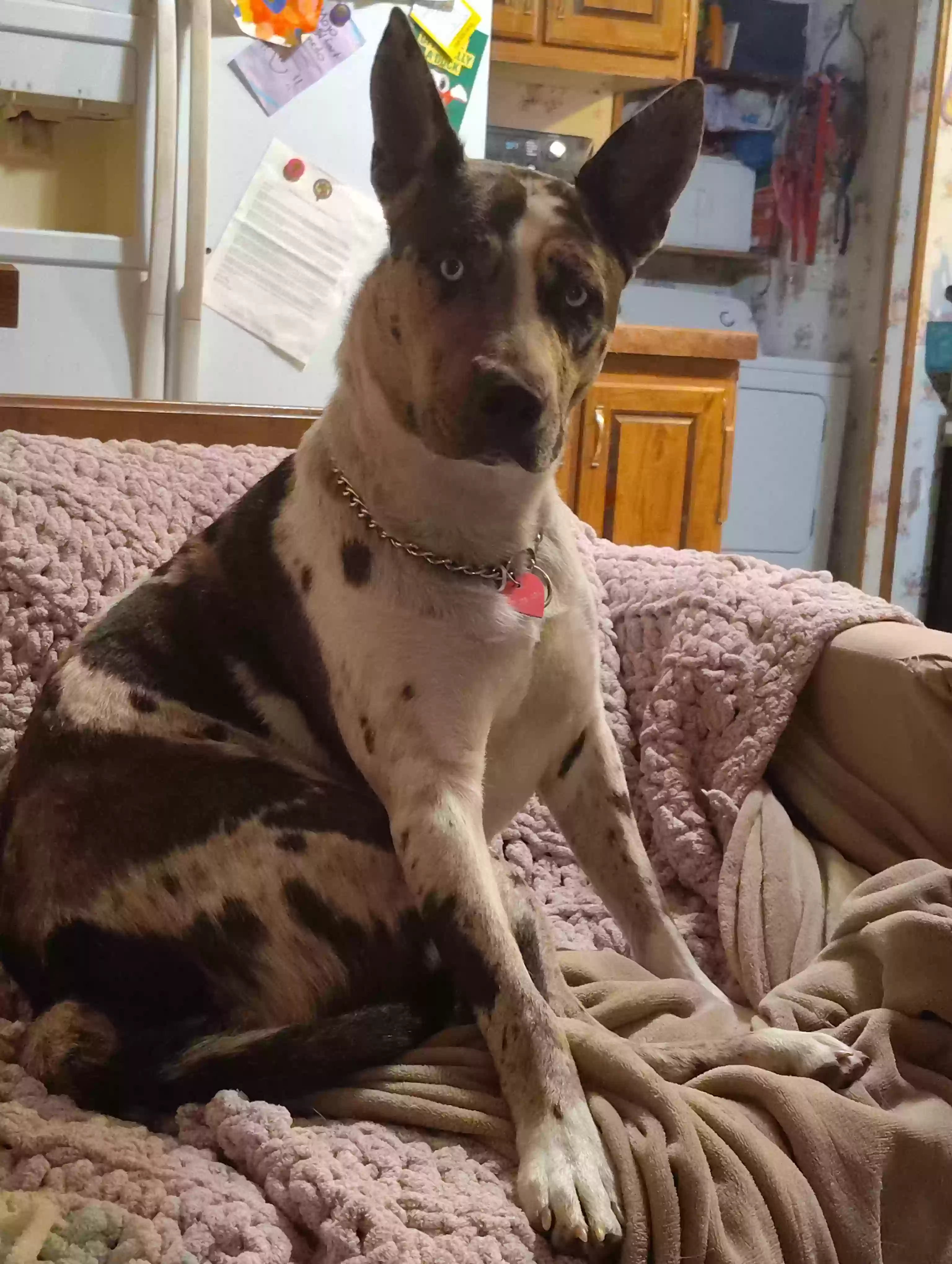 adoptable Dog in Coos Bay,OR named Luna