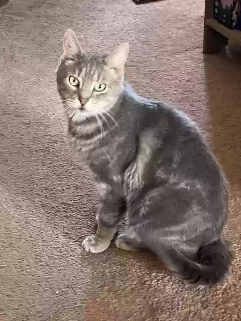 adoptable Cat in Baltimore,MD named Mischief