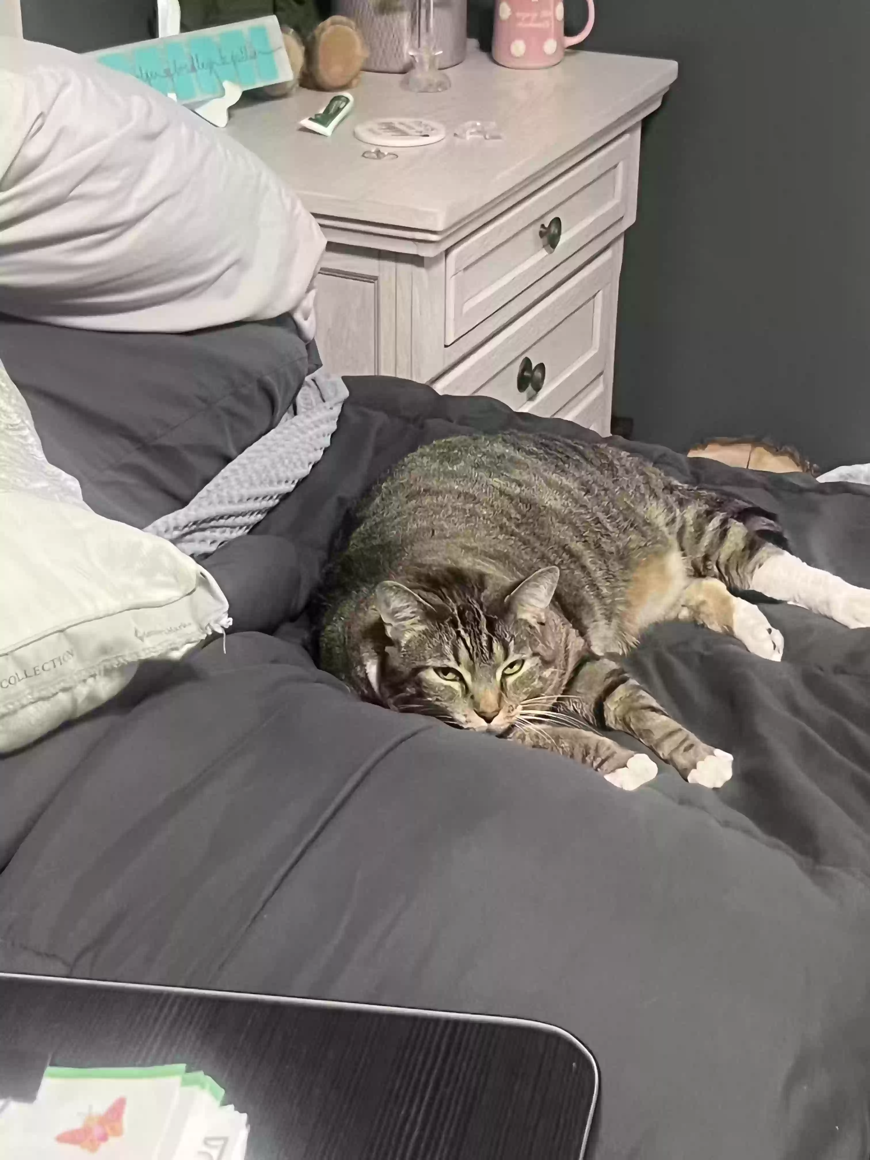 adoptable Cat in Galloway,OH named Zoey