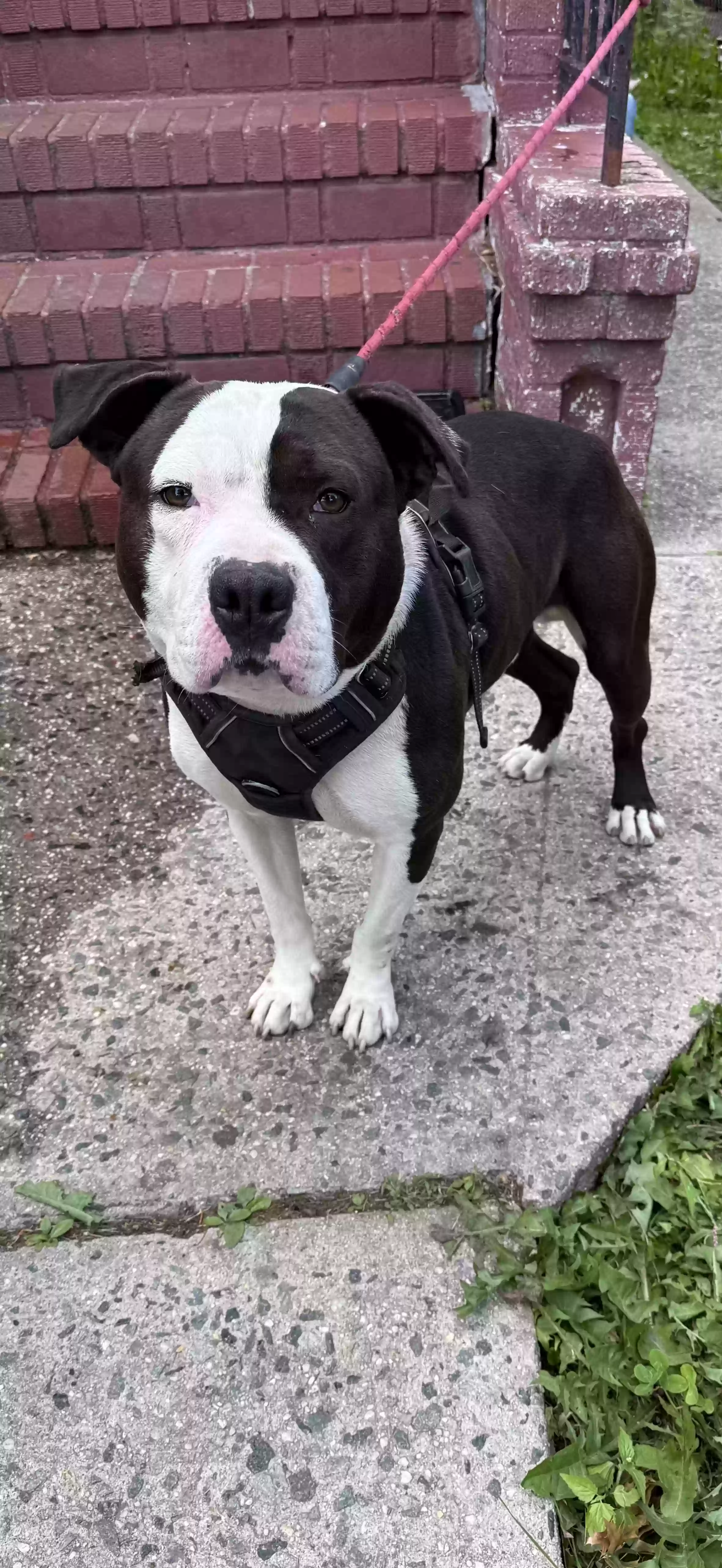 adoptable Dog in Jamaica,NY named Bates